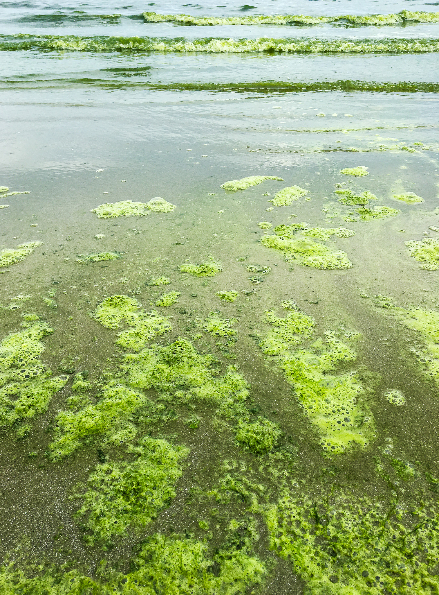 磺胺甲噁唑对微藻生长影响研究：抑制作用与浓度和时间相关