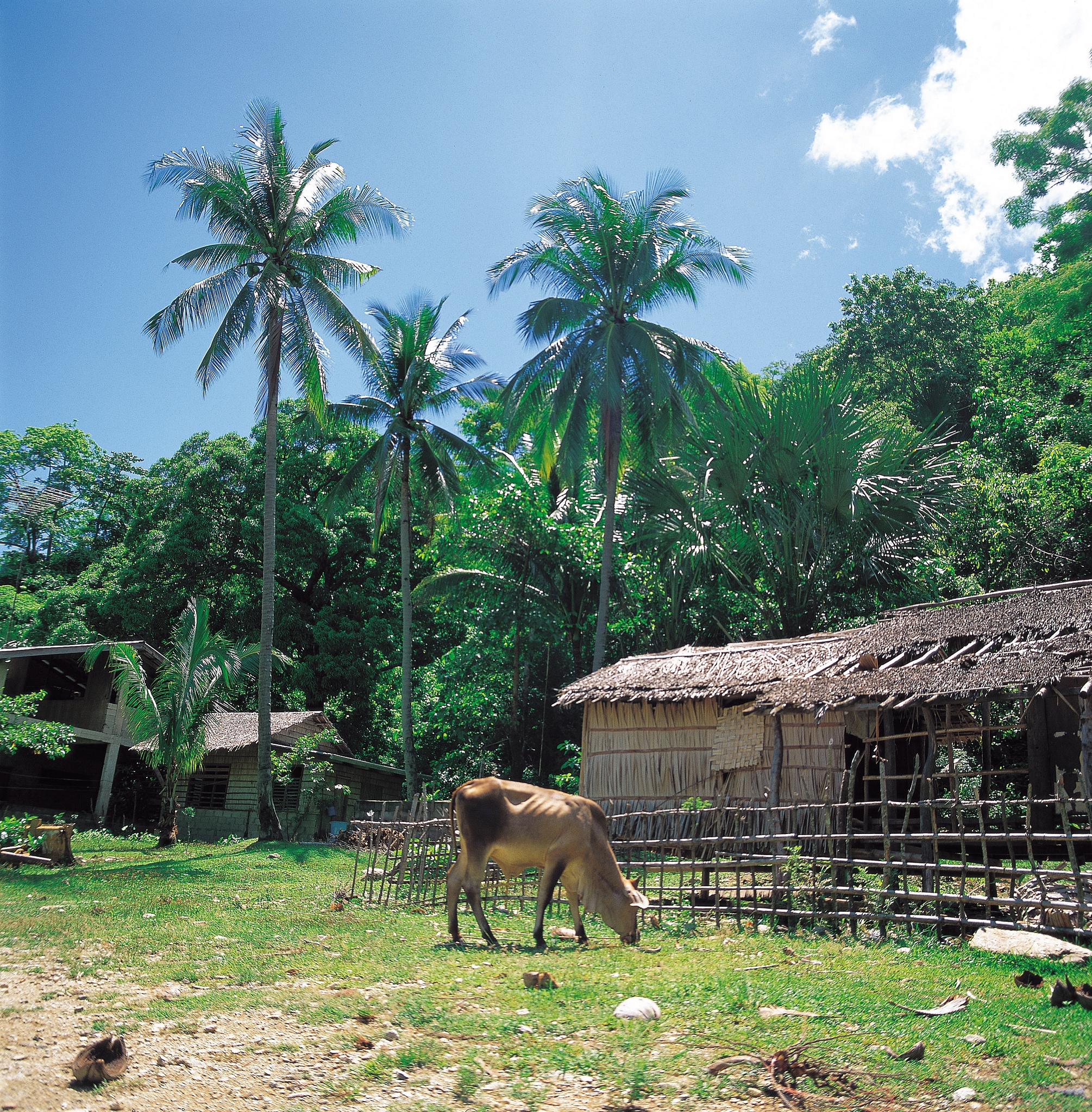 Bagaimana Awan Hujan Terbentuk? Proses & Faktor yang Mempengaruhi