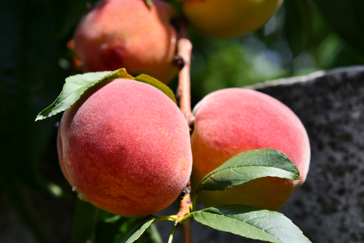 北京十四号桃成熟时间：6月中旬至7月初，果香浓郁口感佳