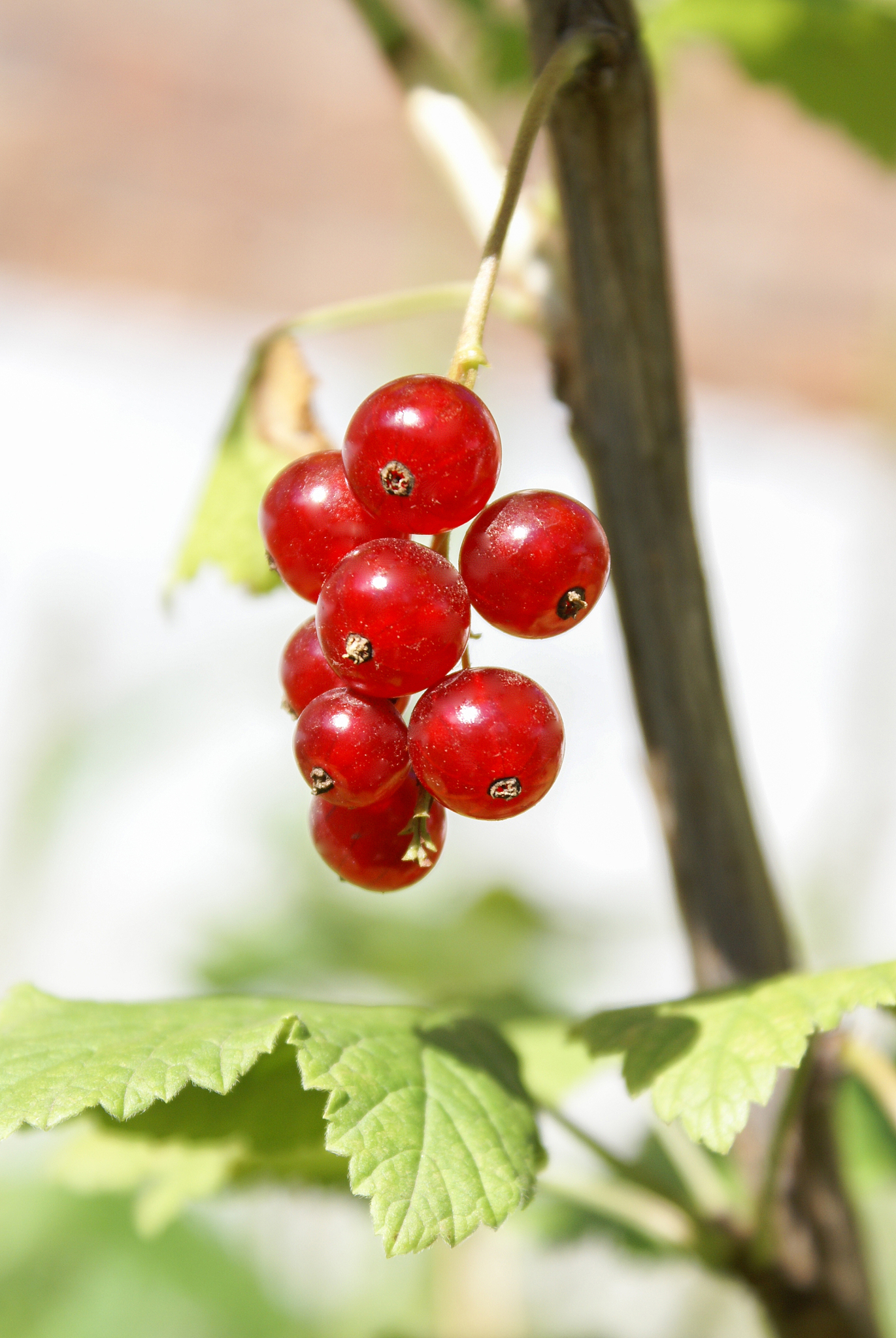 bouquet of red currant berries on a branch. selective focus
