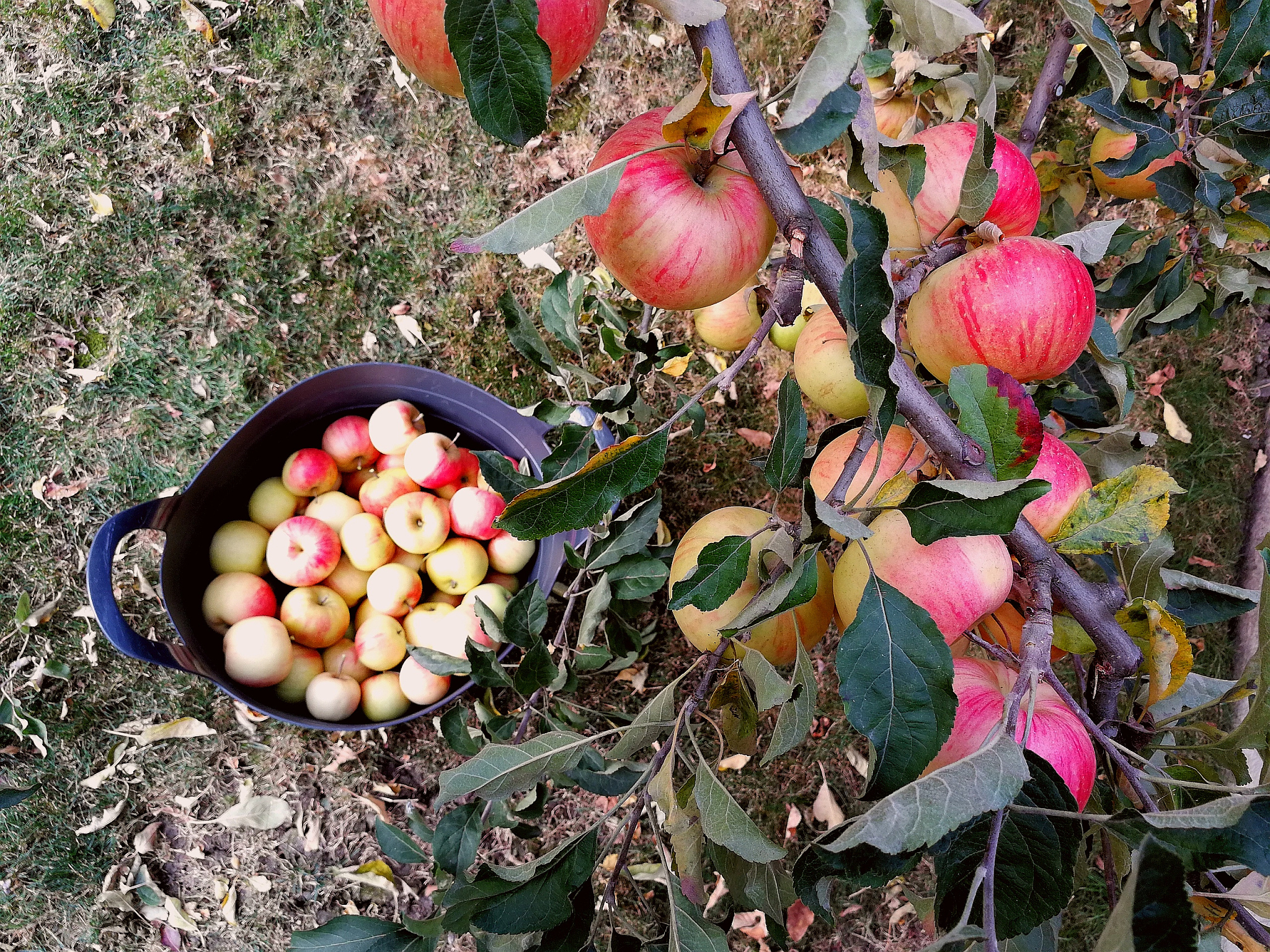 苹果一年四季都有吗？ 不同地区的苹果收获季节