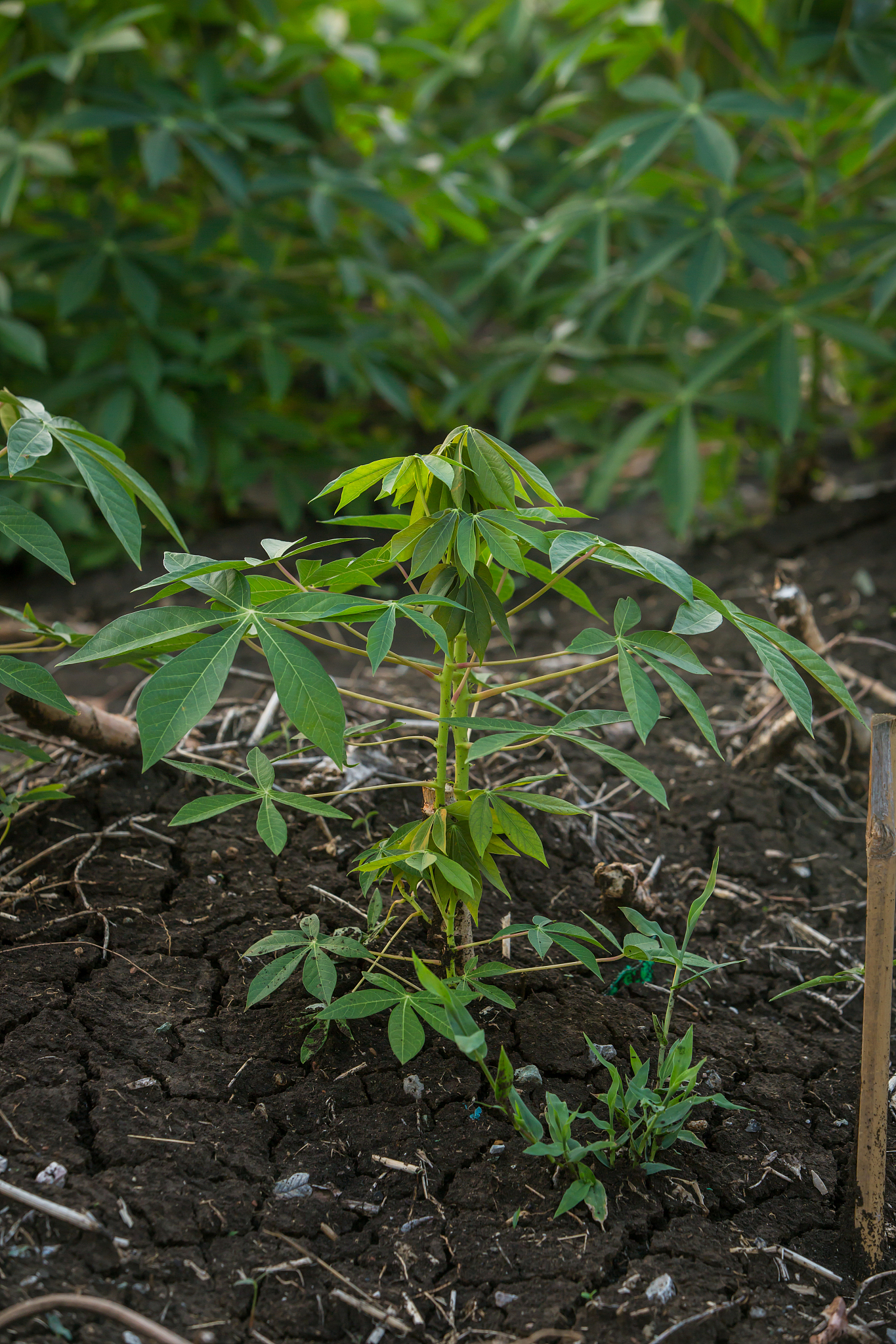 the small cassava in the morning,thailand.