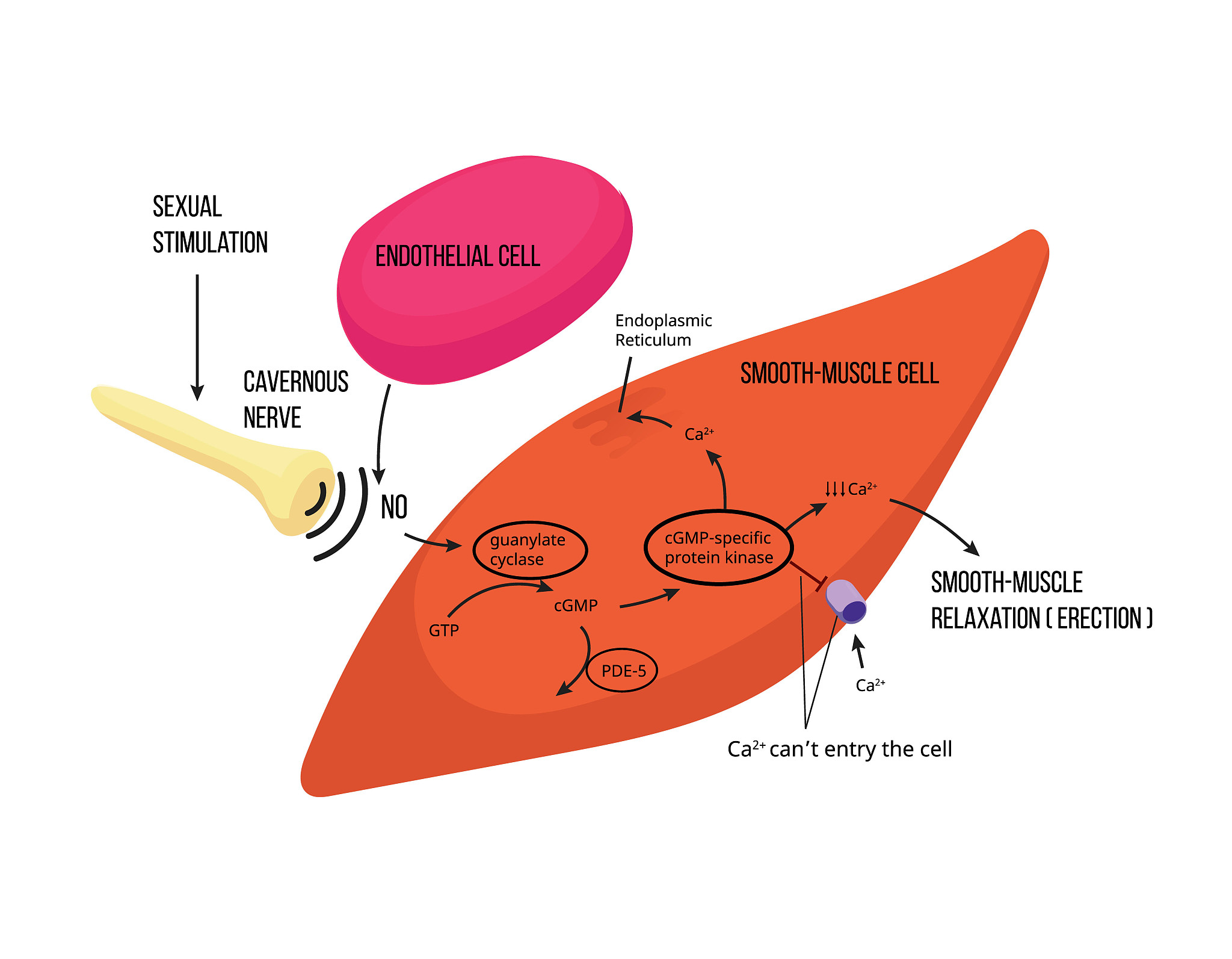 mechanism of male erection. male erectile function mechanism