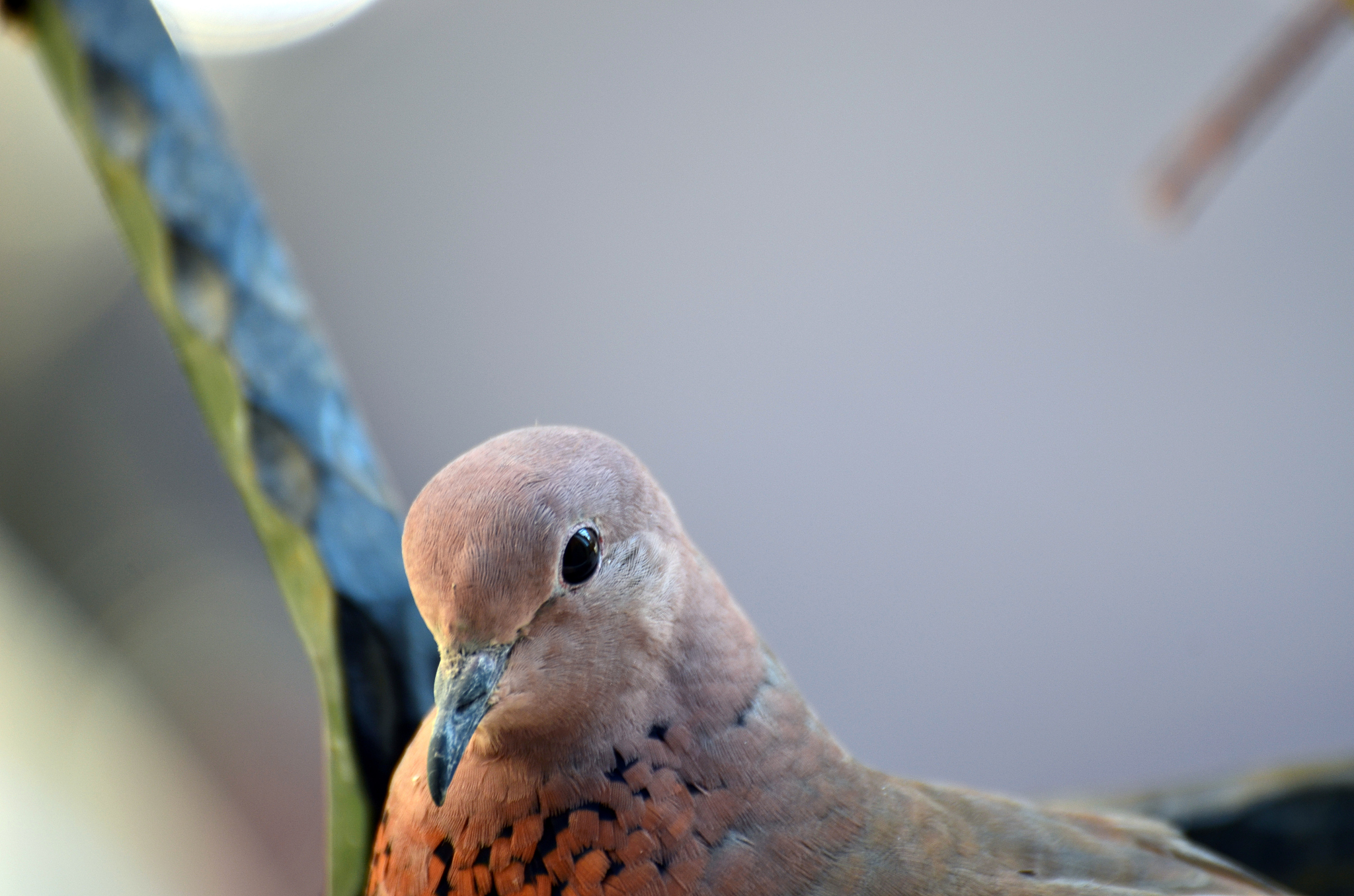 咕咕信鸽App怎么样查询鸽主战绩比如张三输张三就可以看到他参与的比赛？