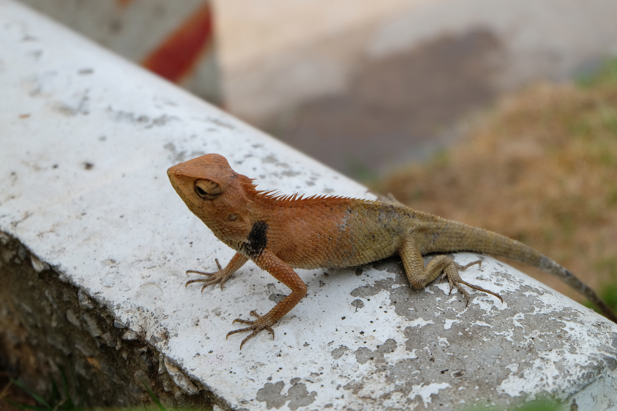 辽宁营口坠龙事件