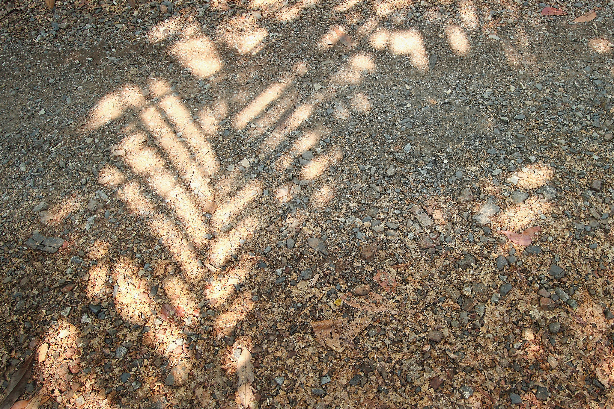 shadow of tree with stone walkway
