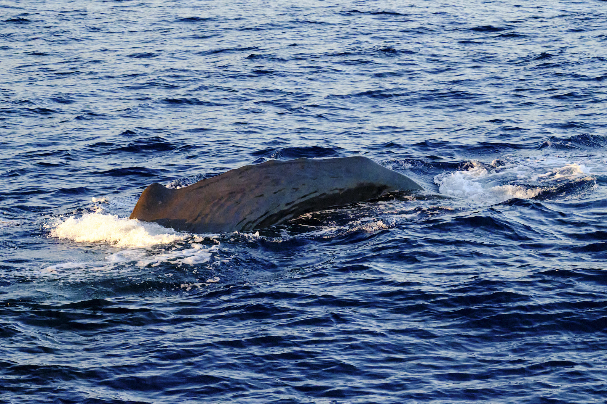东营市海洋信息工程学校2019年招生专业：海洋技术与应用专业详解