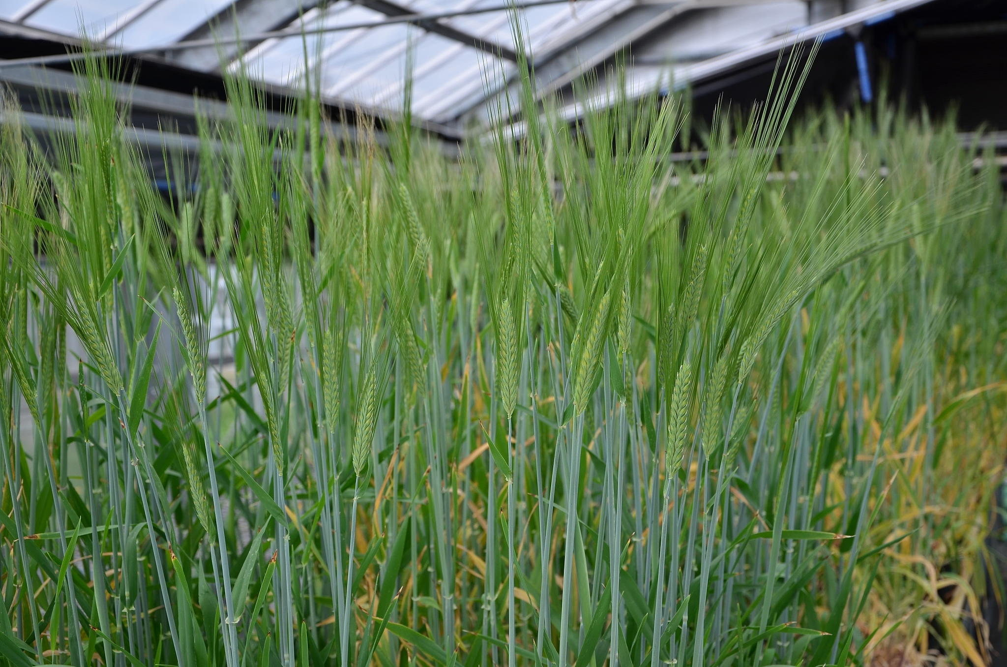 green wheat in green house