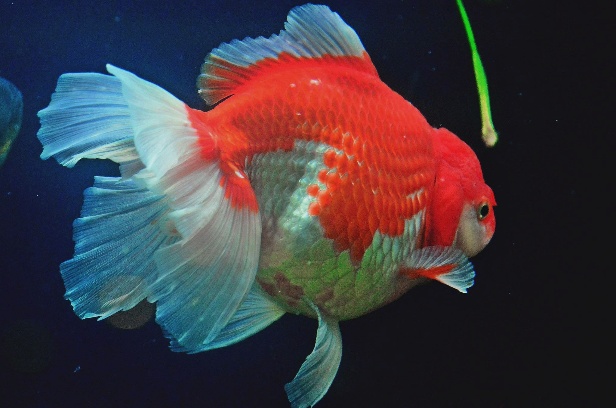 观赏鱼种类大全：金鱼、孔雀鱼、神仙鱼、热带鱼等