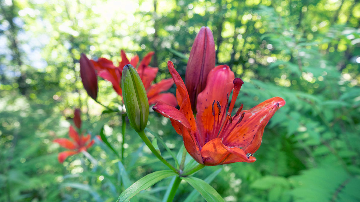 范爱农：杰出作家、教育家、社会改革者 - 一位近现代史上的重要人物