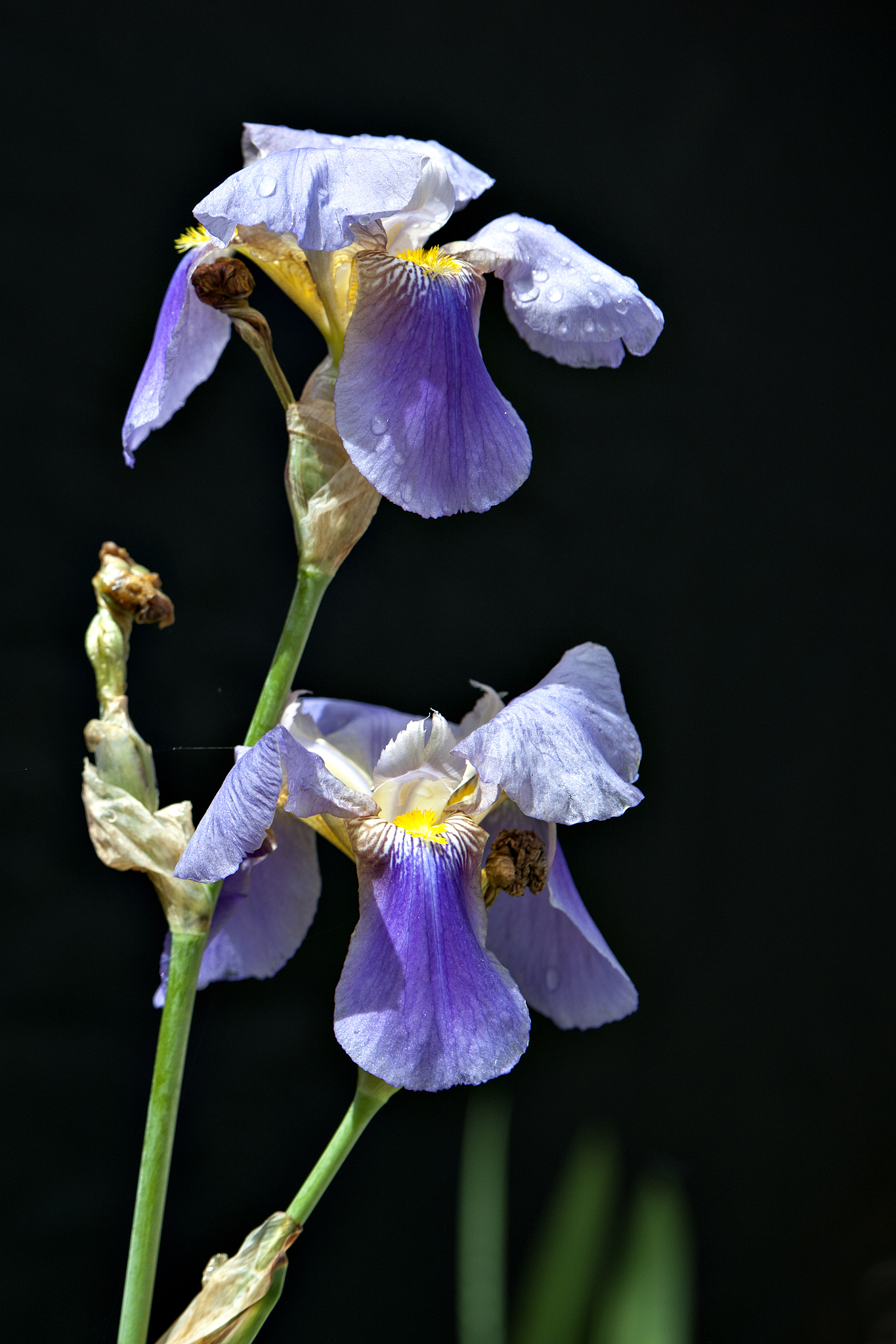 plant