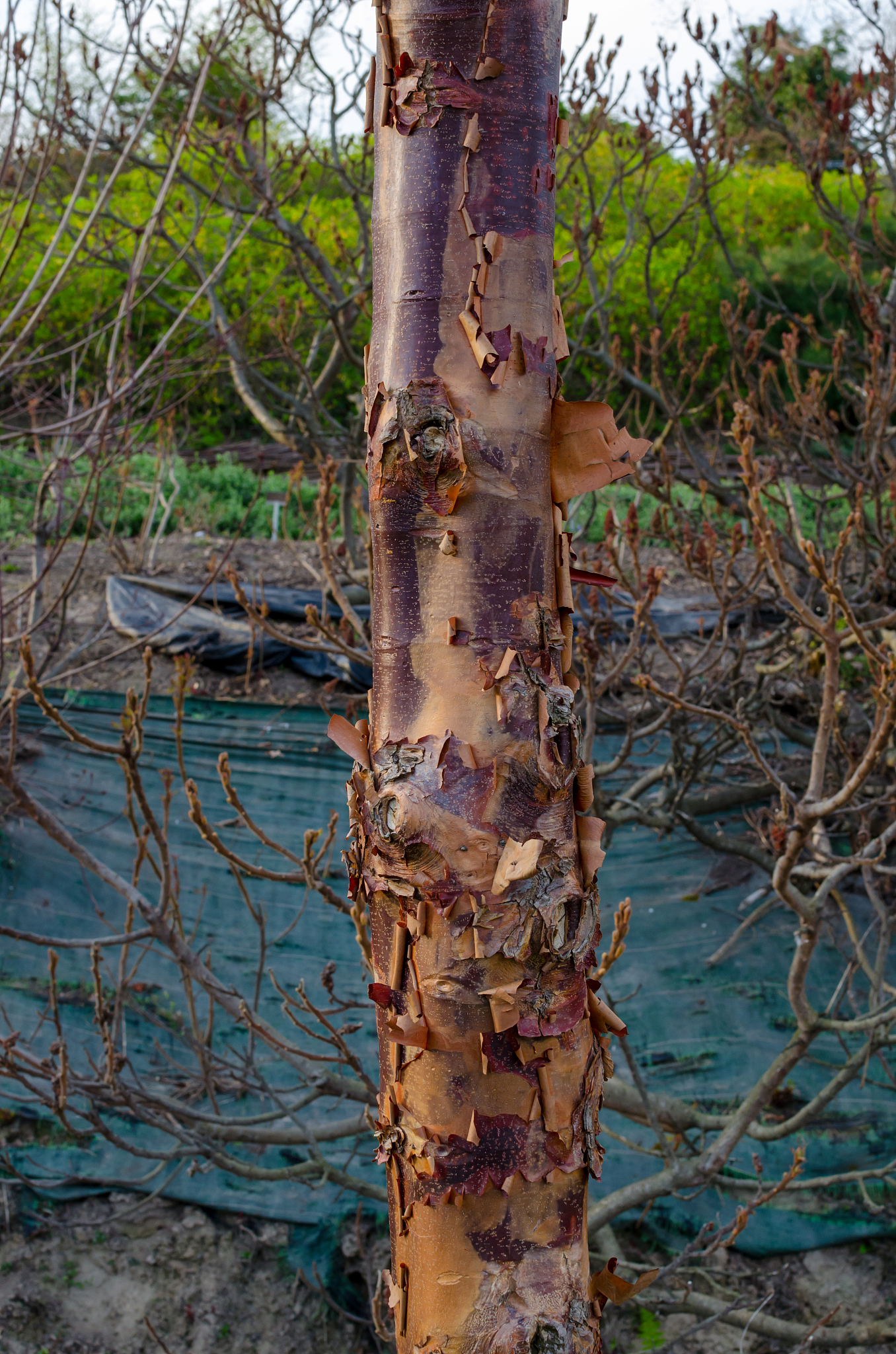 paperbark maple (acer griseum) bark in botany, poland.