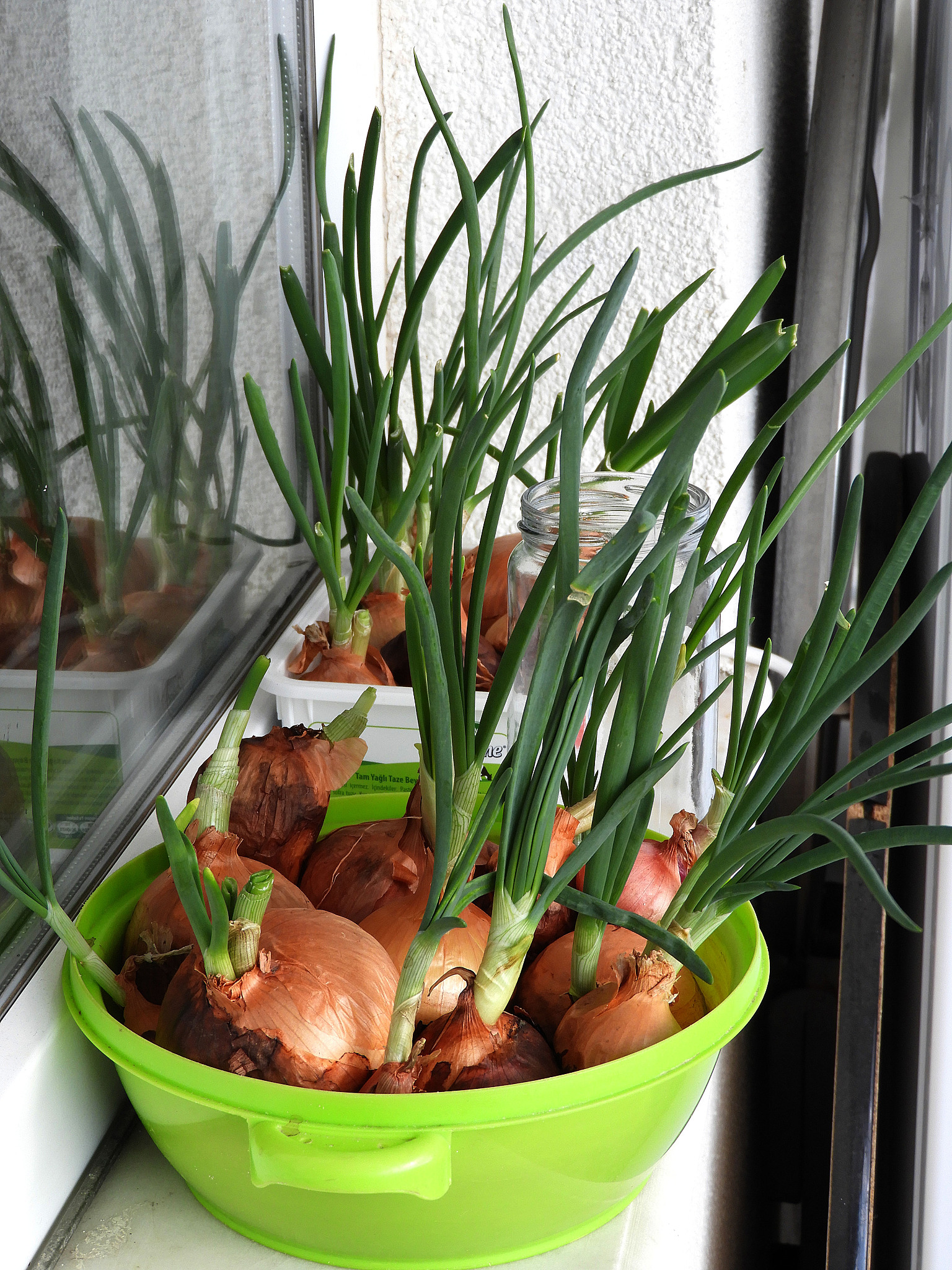 洋葱发芽变盆景？简单易学的400字教程！