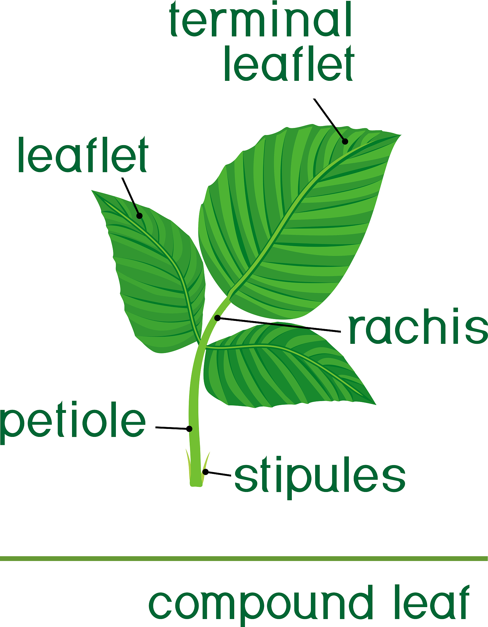 PLANT PHYSIOLOGY 期刊：探索植物生命奥秘的学术平台