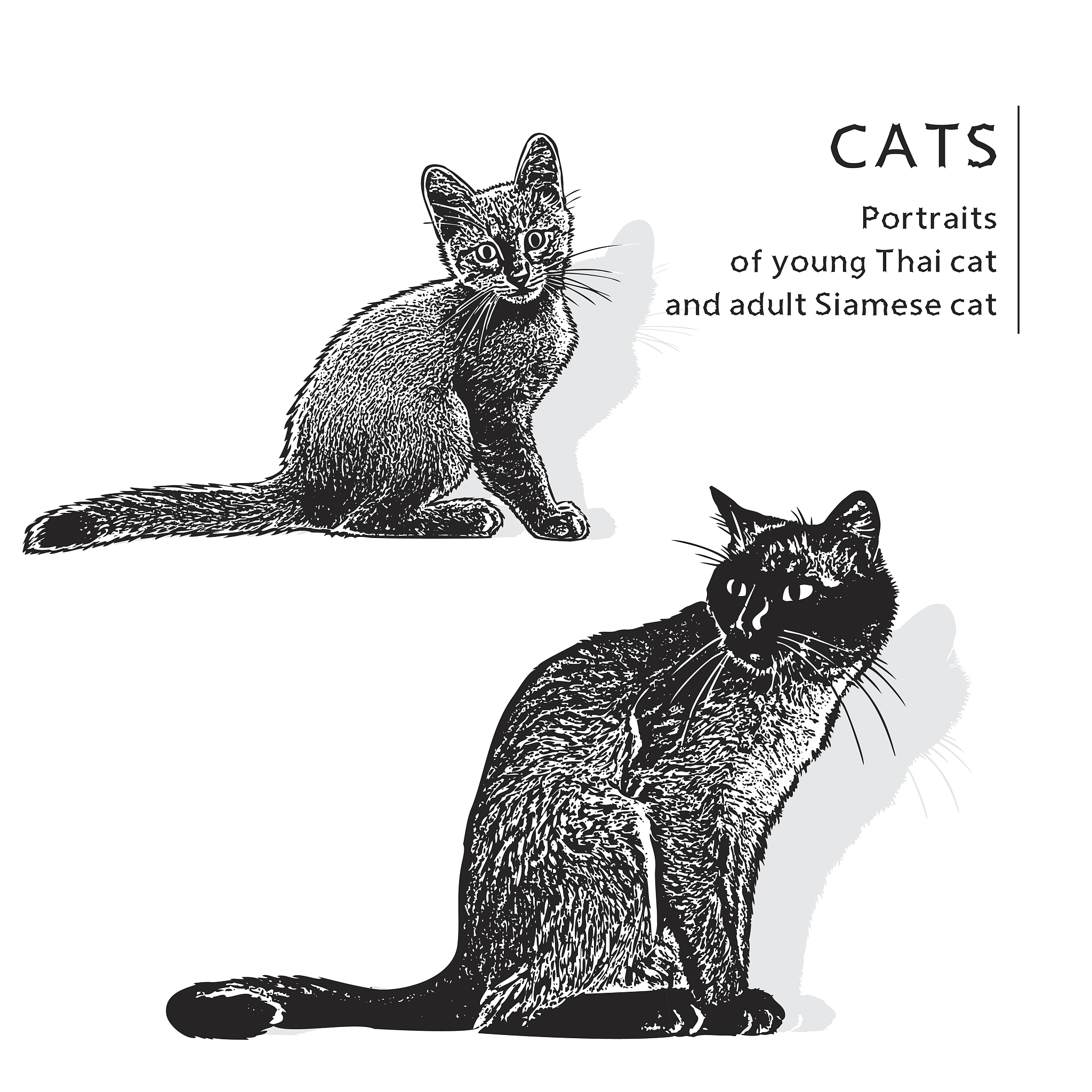 Thats a mean looking cat What kind of cat is that