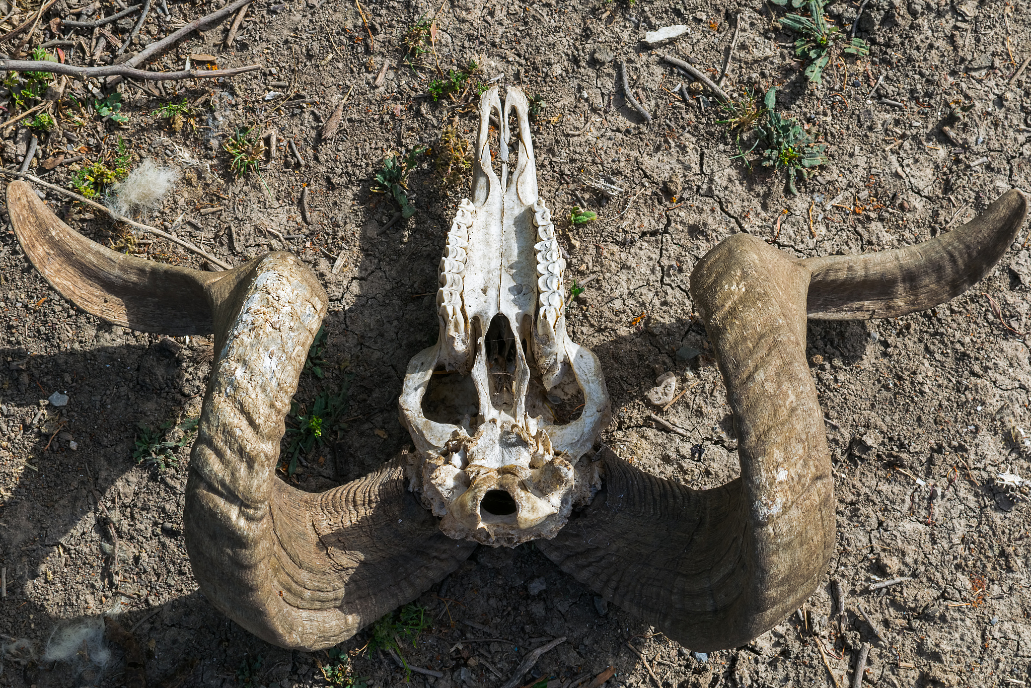 ram's skull.