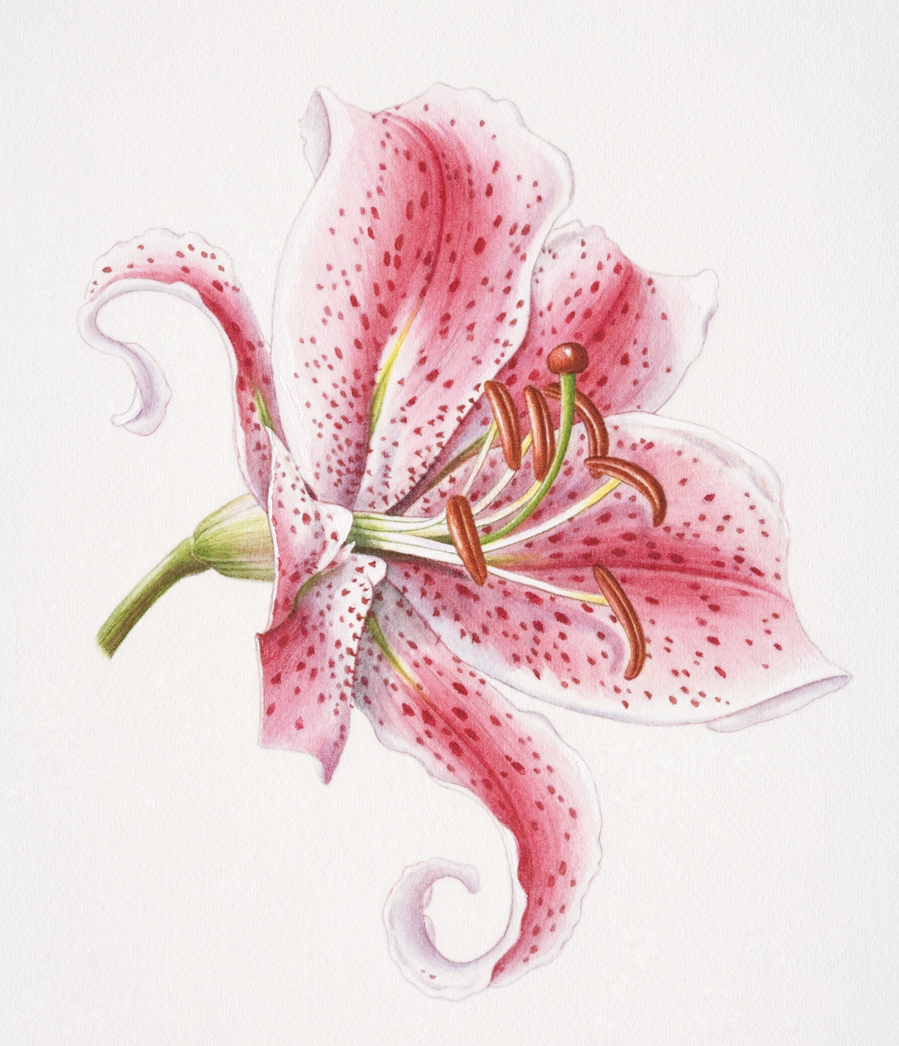 百合花插画设计：寓意、技巧与创意