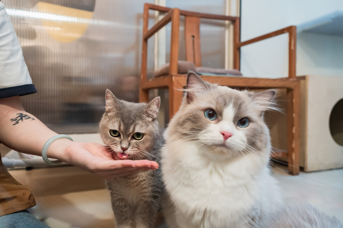 猫喜欢闻主人的嘴是在试探你是否活着吗？真相揭秘！