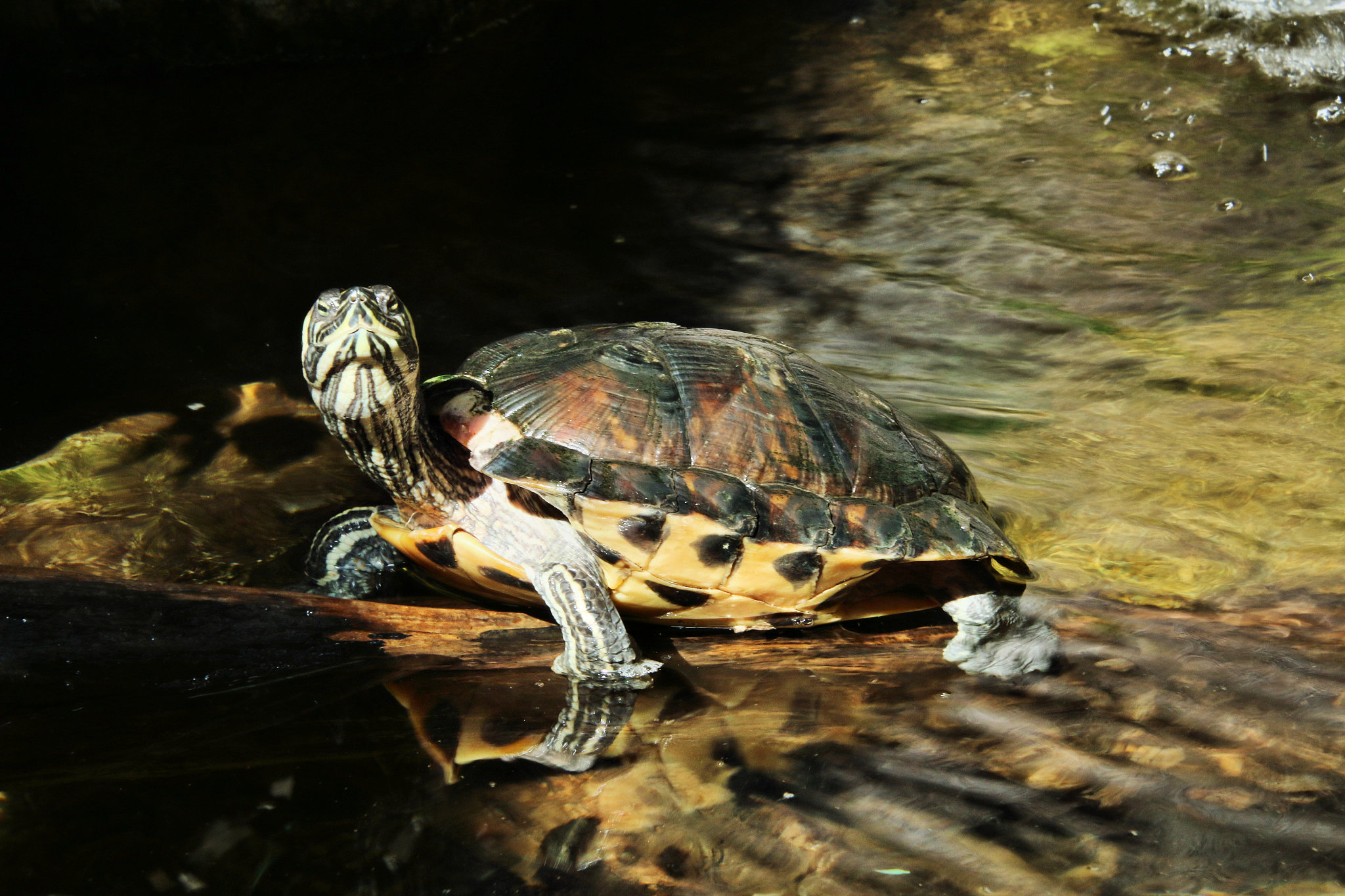 a picture of a turtle