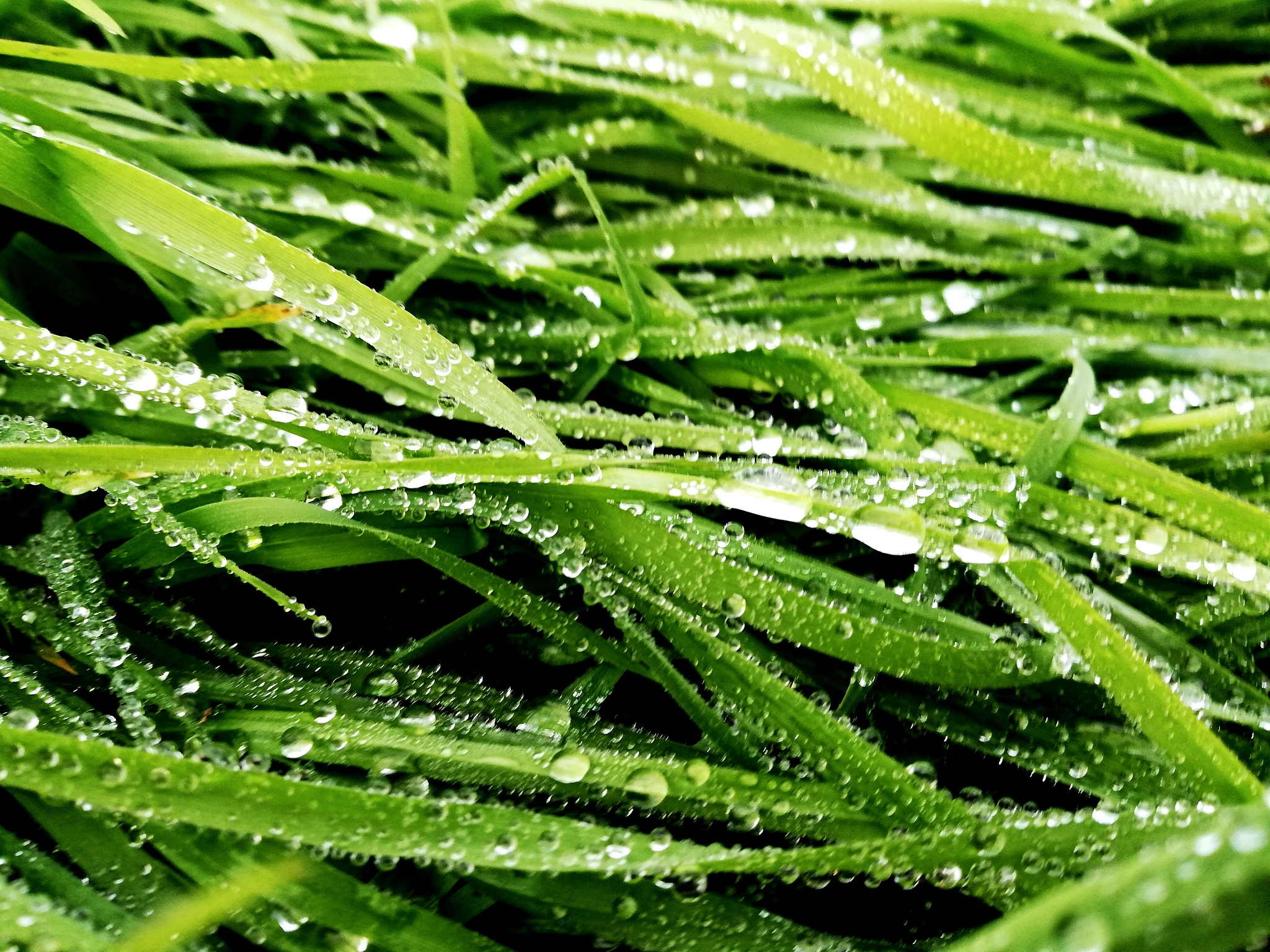 full frame shot of raindrops on leaves