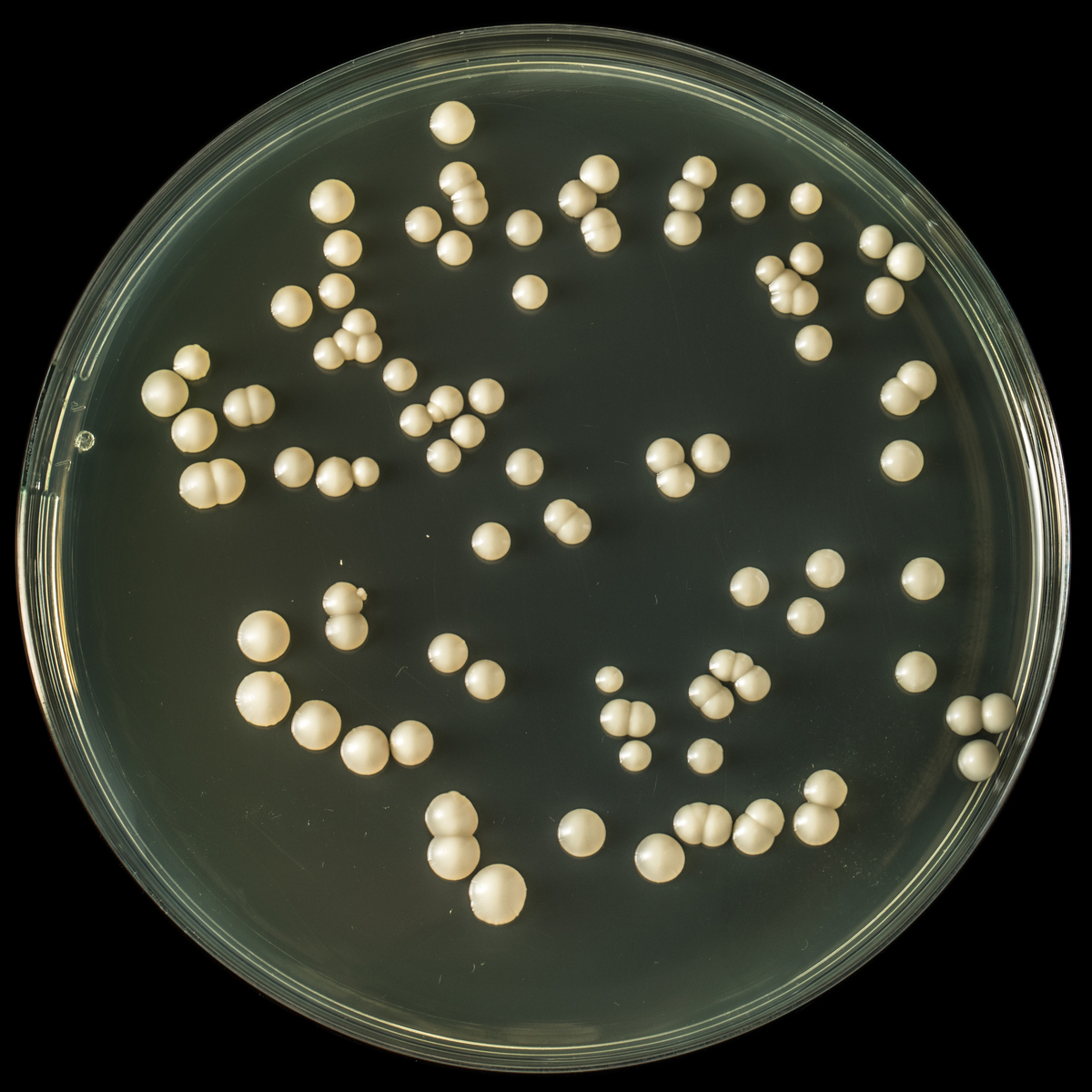 载片培养还适宜哪类微生物进行形态观察
