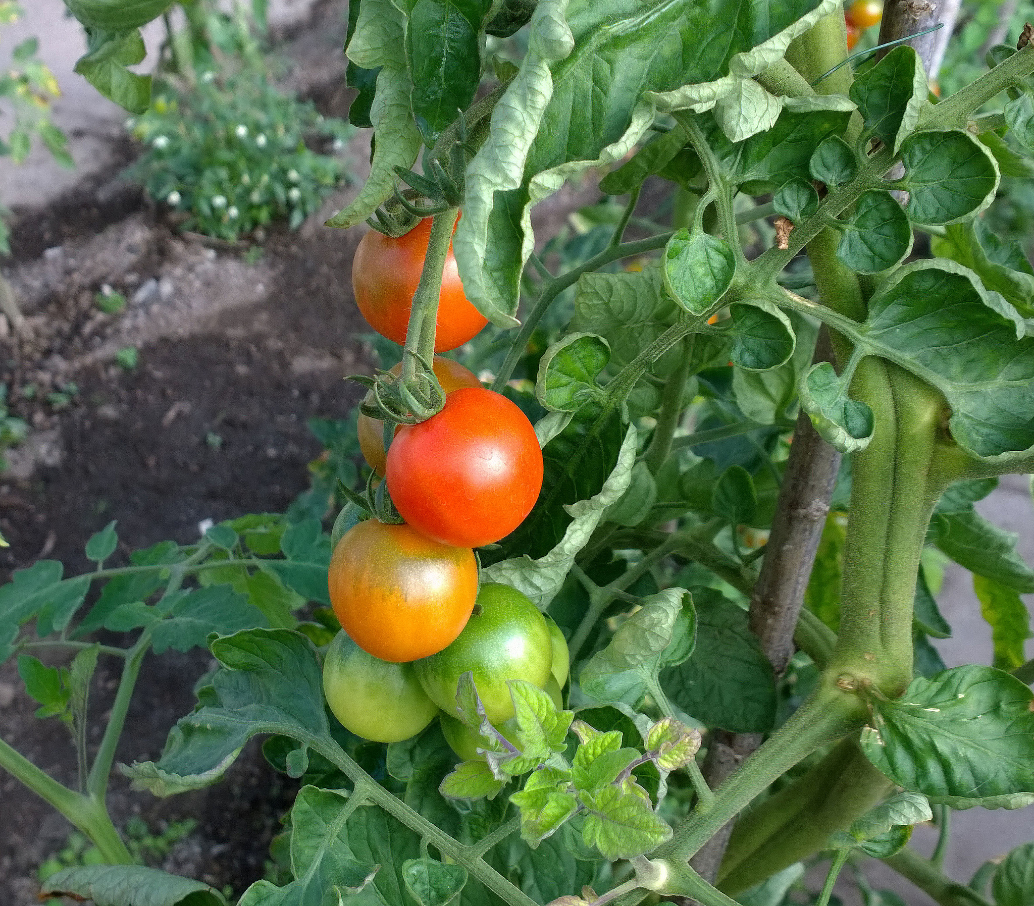 Roma 番茄在哪里最常见？全球分布指南