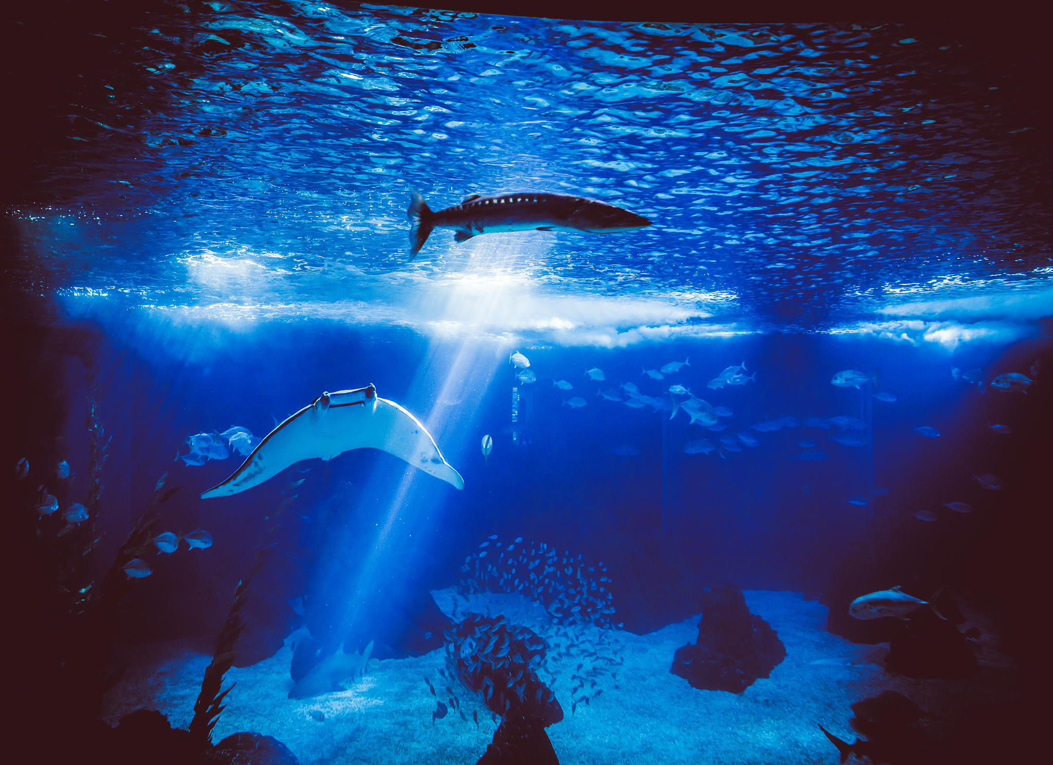 海洋馆对生态的影响