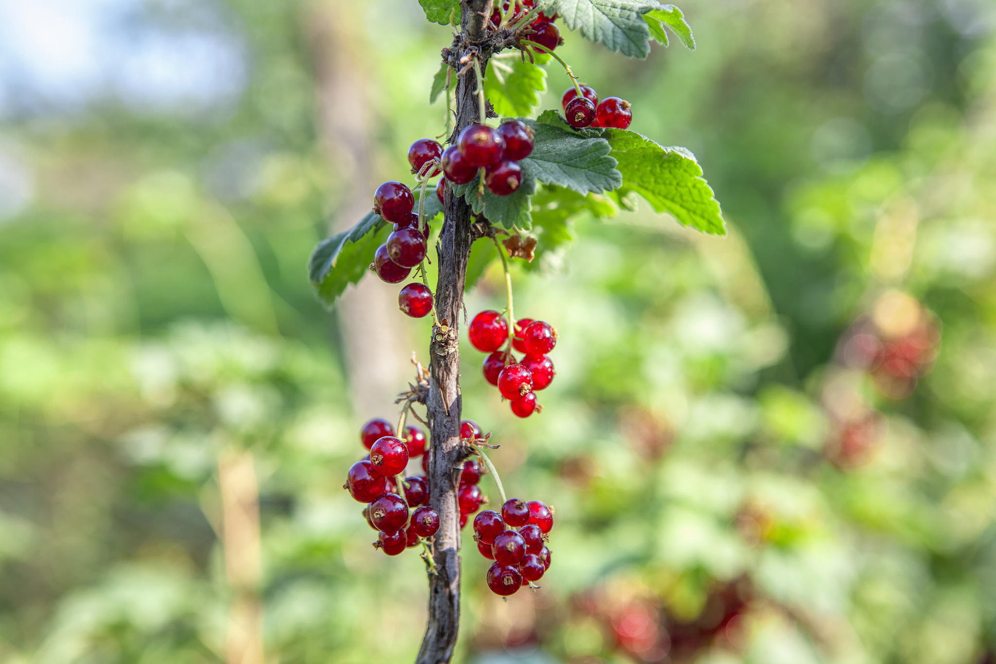 fresh red currant