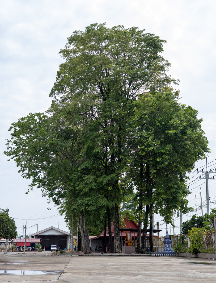 绿化香樟树不用调整为其他书种较妥帮我用200字详细描述