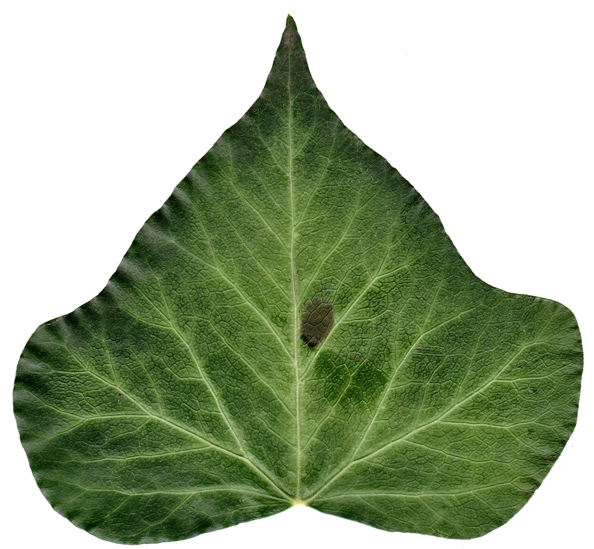 ivy leaf