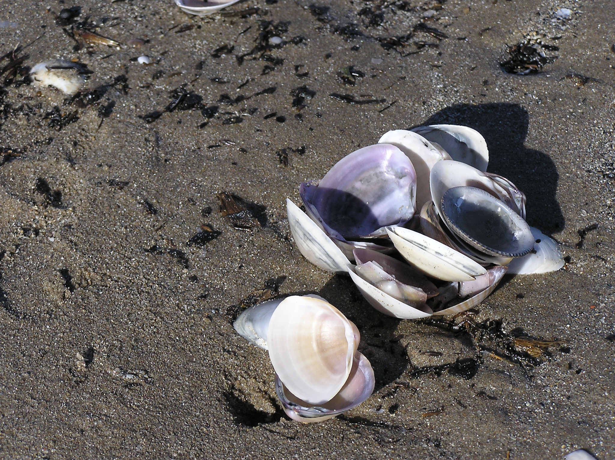 海螺有臭味吗？ | 海螺壳臭味的来源揭秘