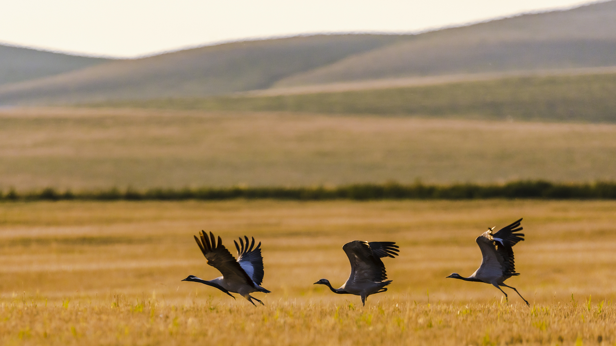 玄幻剑客形象描述：气质、样貌、武器 | 100字
