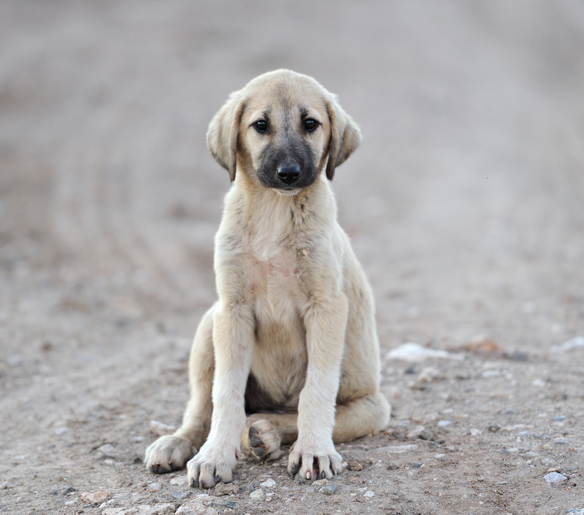红河州农业学校宠物养护与经营专业就业前景如何