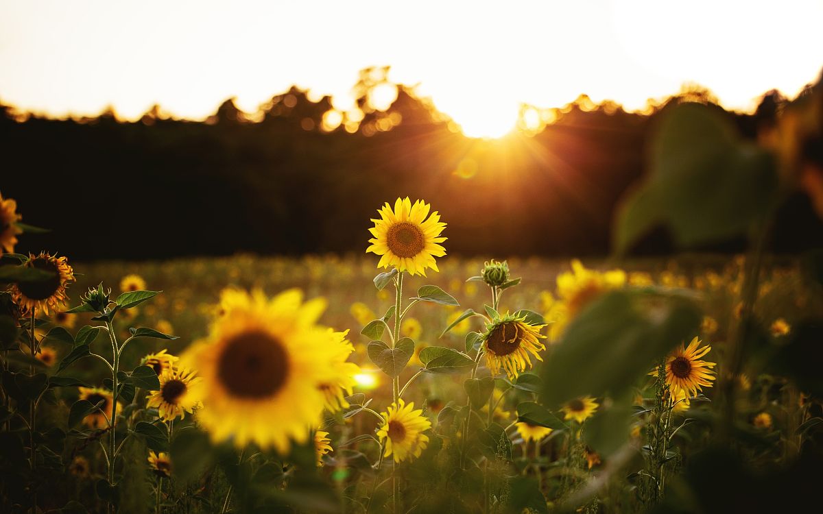以心灵的阳光：如何保持开心的内心状态为题写一篇1100字文章