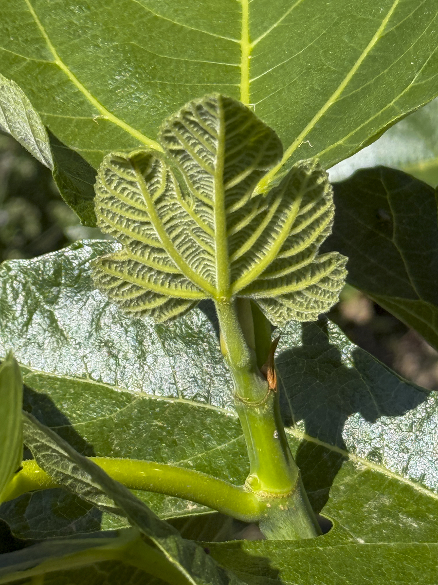 植物病害类型详解：识别、预防及治疗