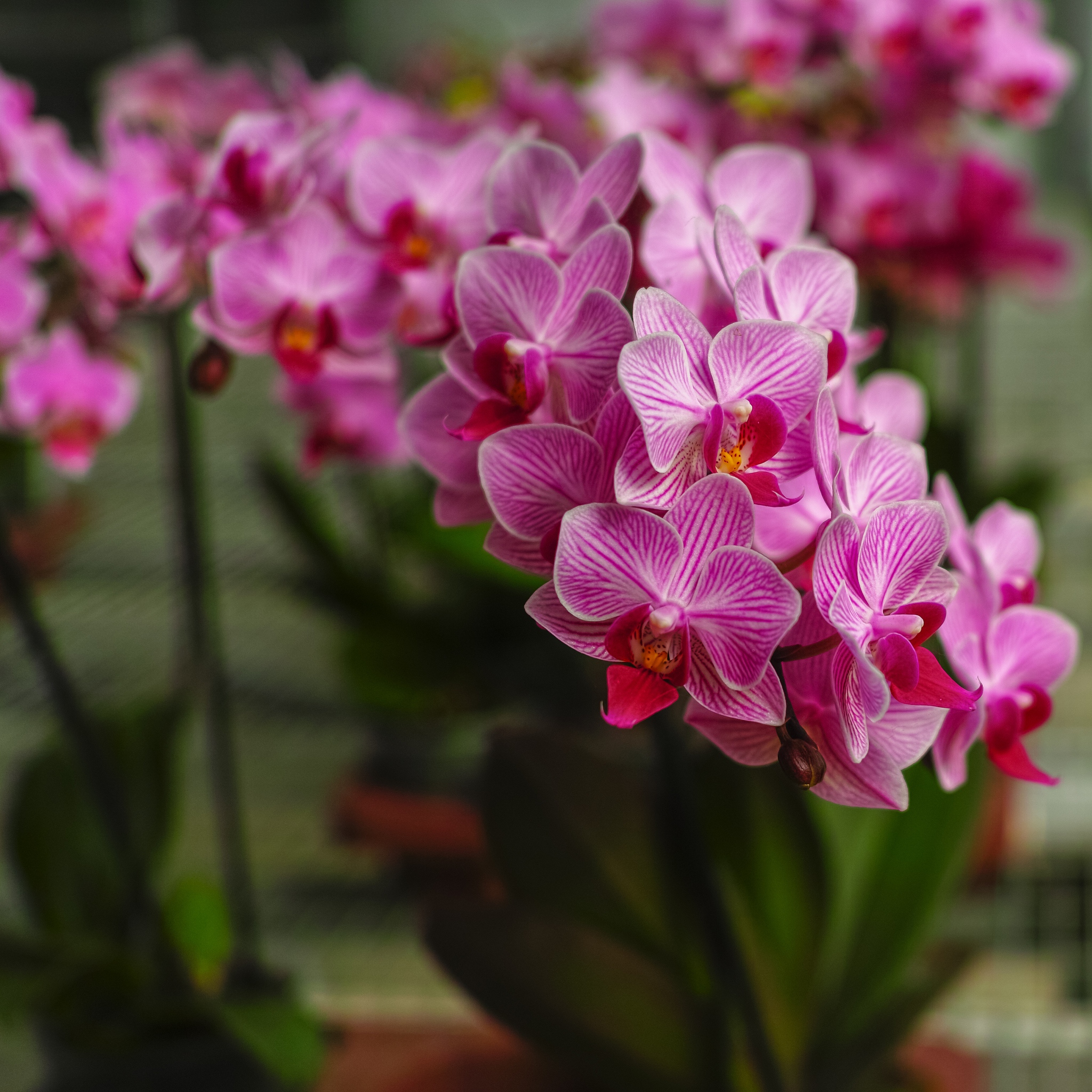 风雨兰室内养殖风险：光照、湿度、温度及土壤问题 - 详细分析