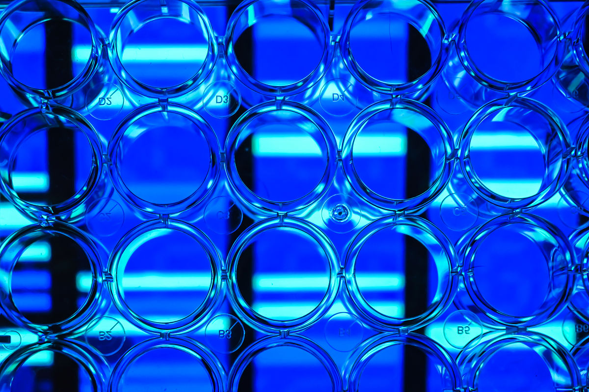 杂交水稻父本时间差异：第一期父本和第二期父本为什么相差30天？