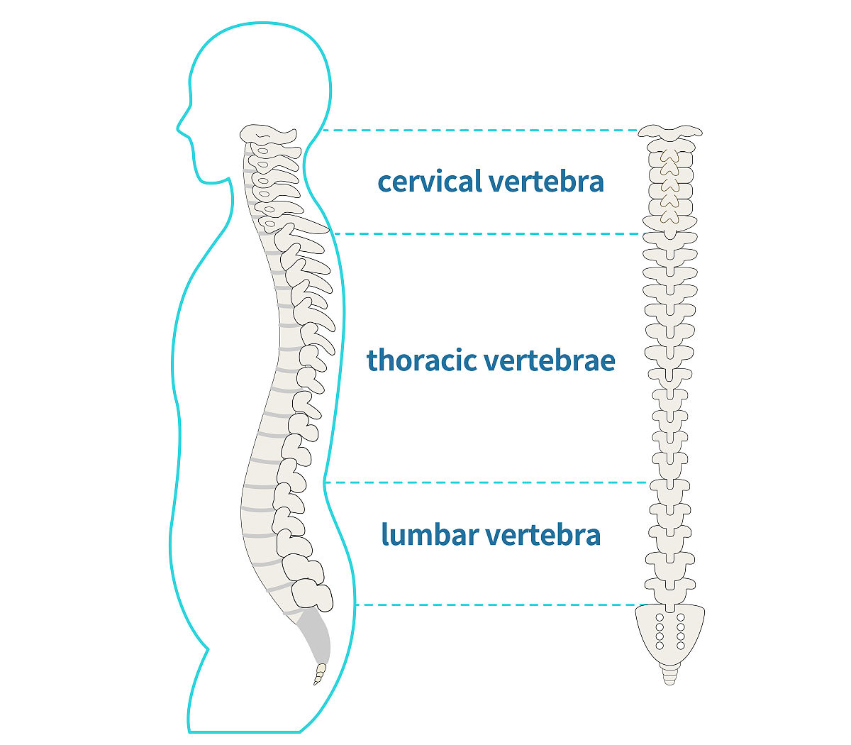请以青少年脊柱侧弯的表面肌电研究写一篇科学综述