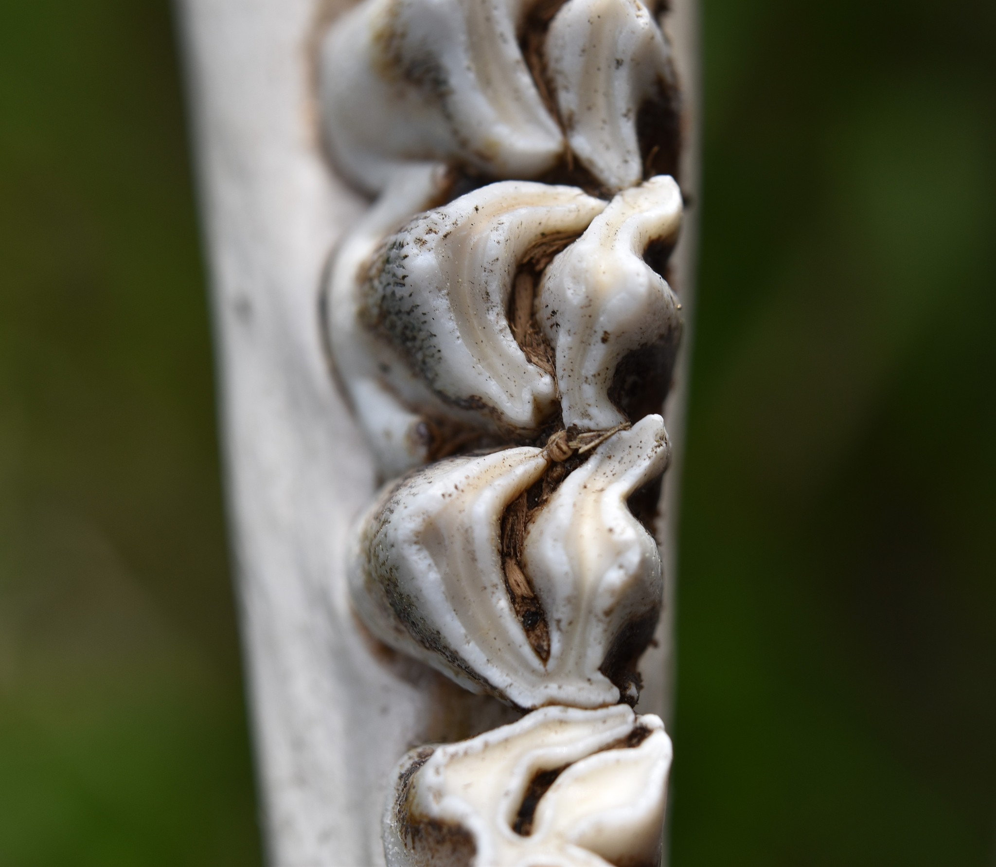 人类：地球上最智慧的生物