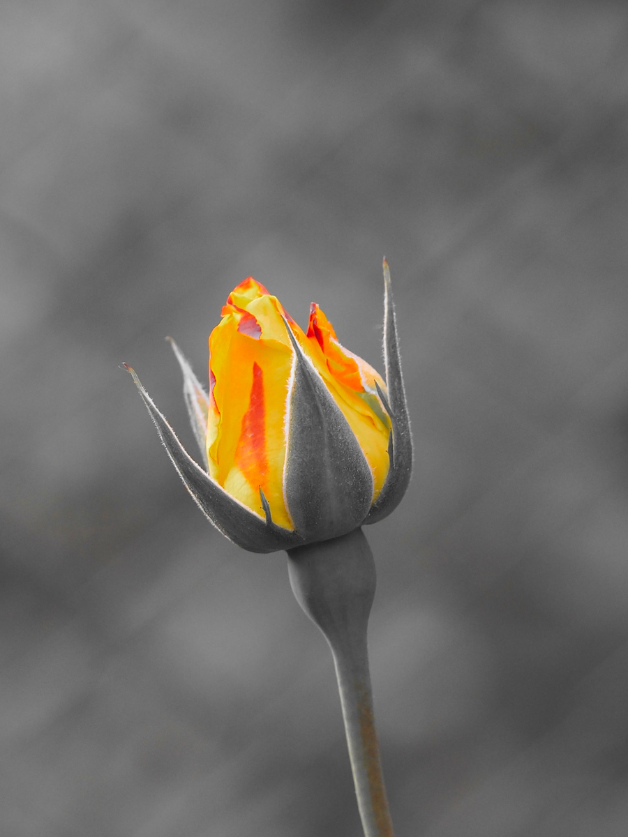 花枯萎怎么安慰