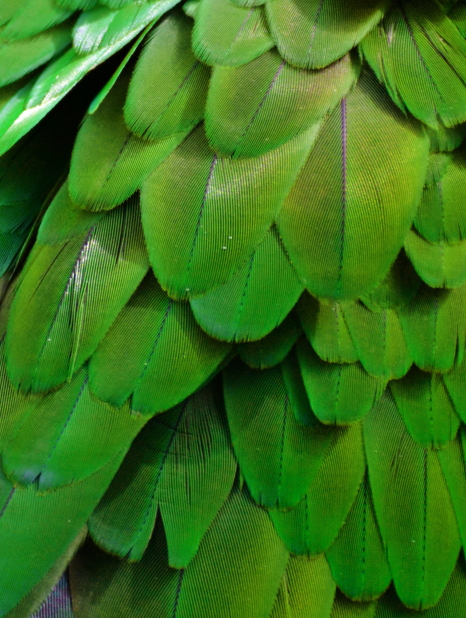 green feathers