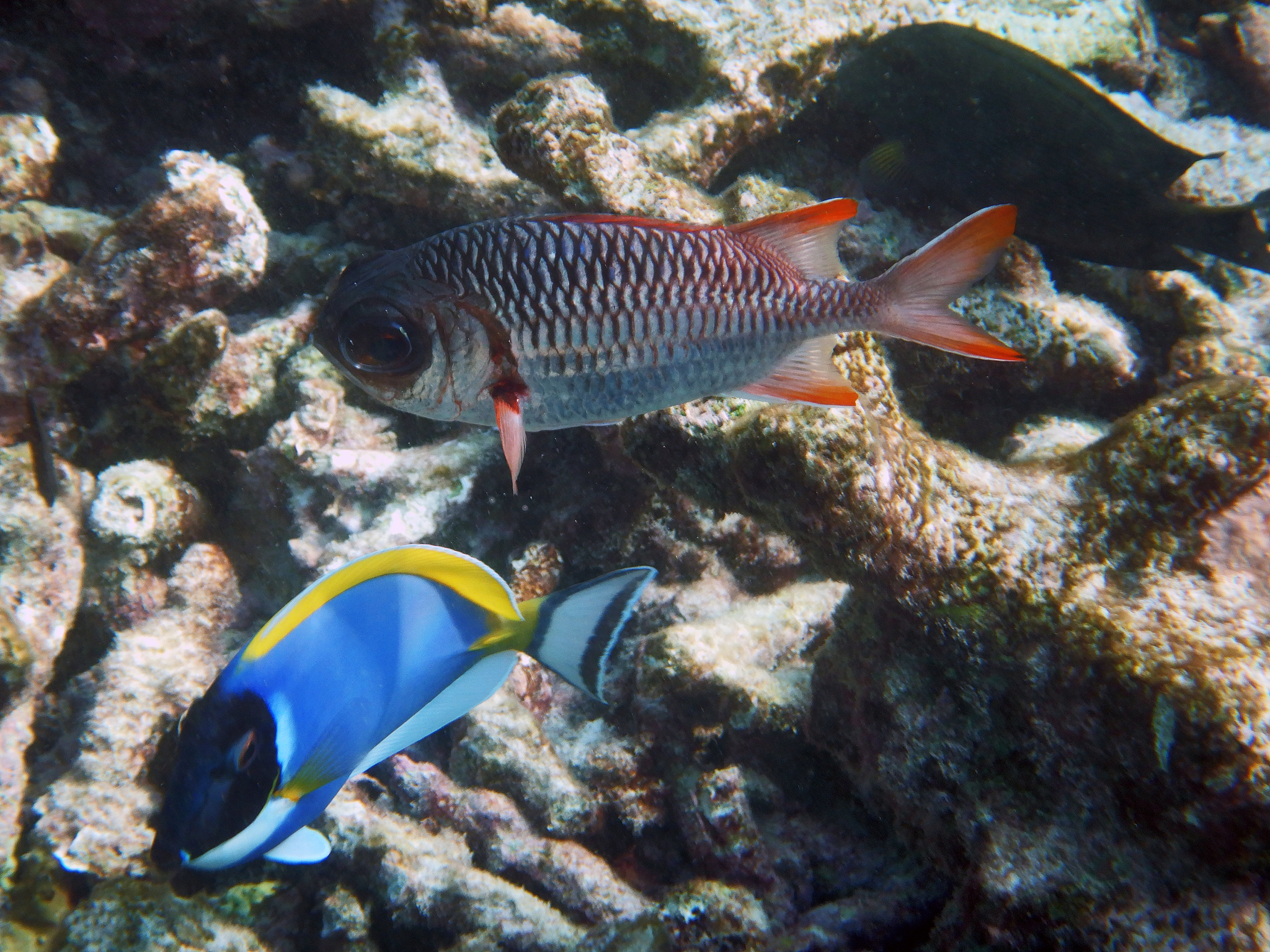 white-edge soldierfish and powderblue surgeonfish