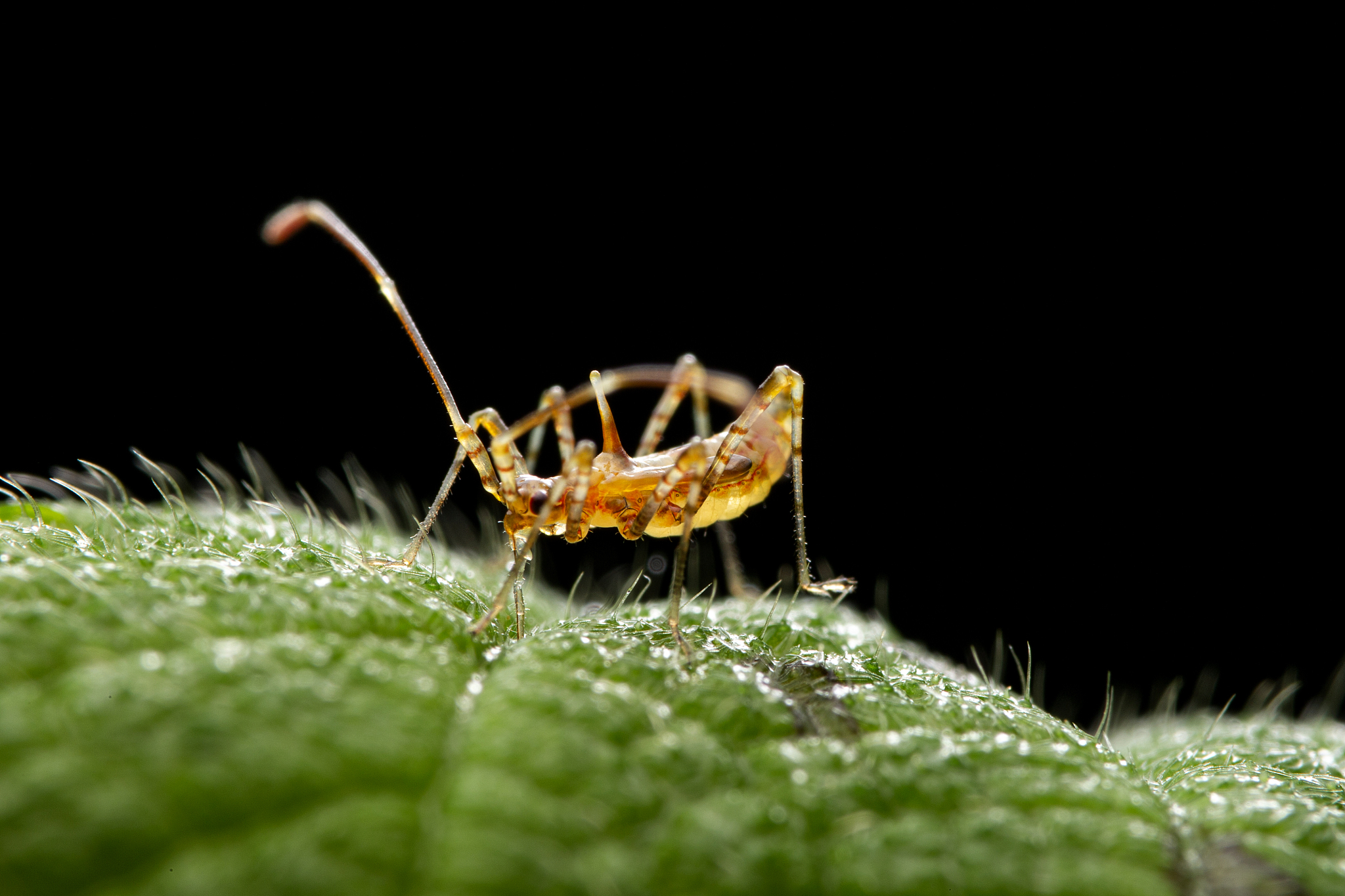 Insect Conservation and Diversity期刊推荐理由：专注昆虫保护与多样性研究