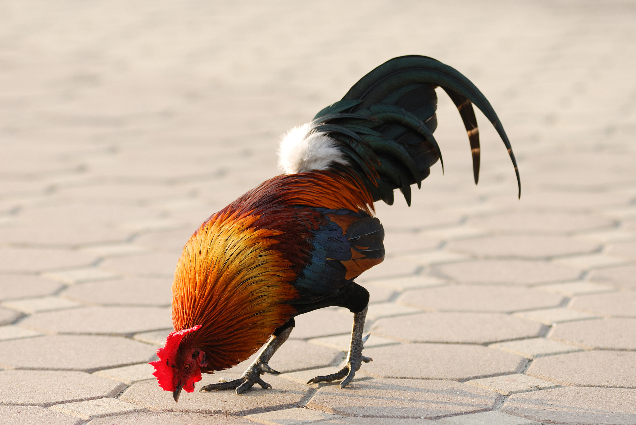 chicken