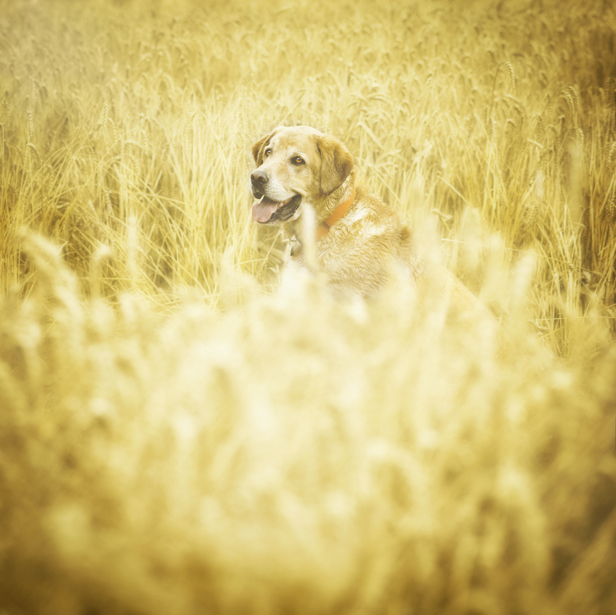 但我不知道如何将麦穗和狗结合