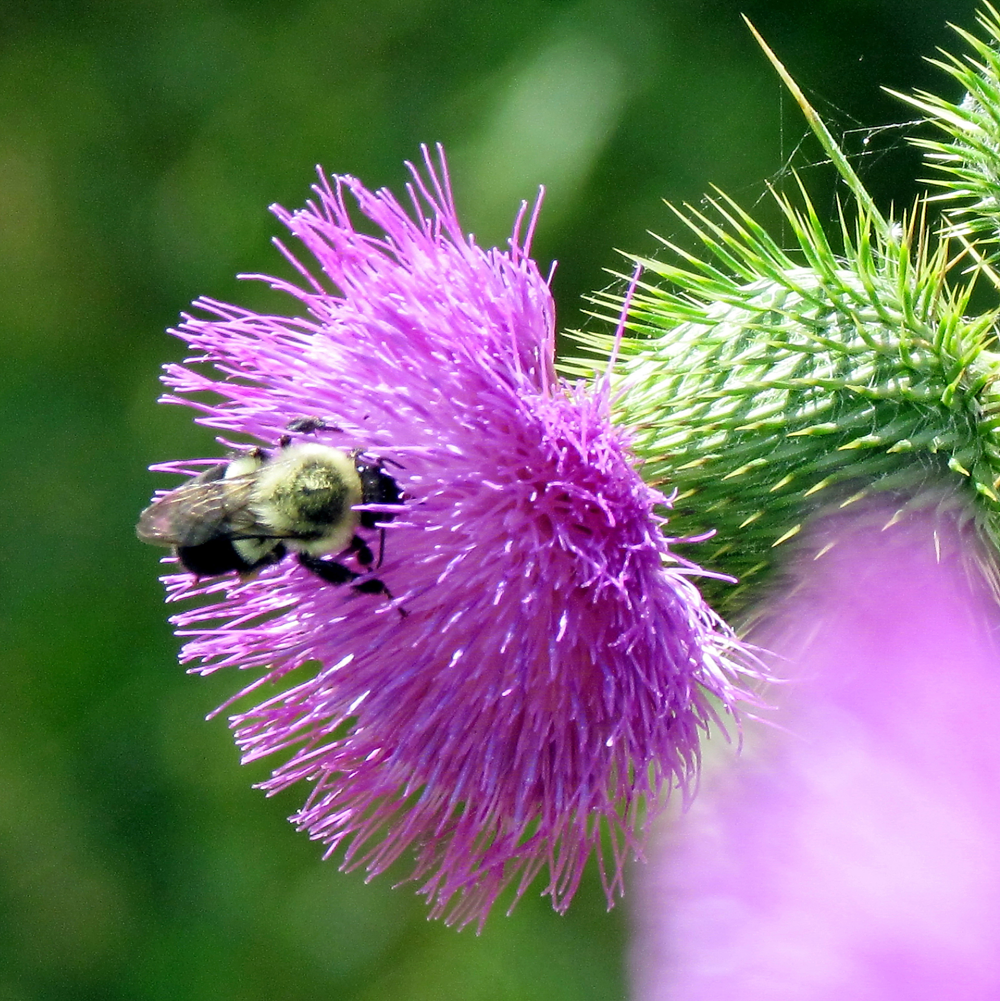 toronto lake bumblebee on lesser burdock flower 2013