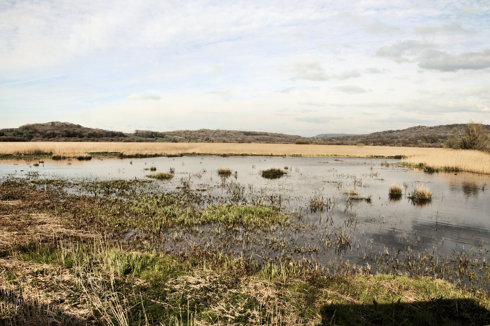 a picture of leighton moss nature reserve