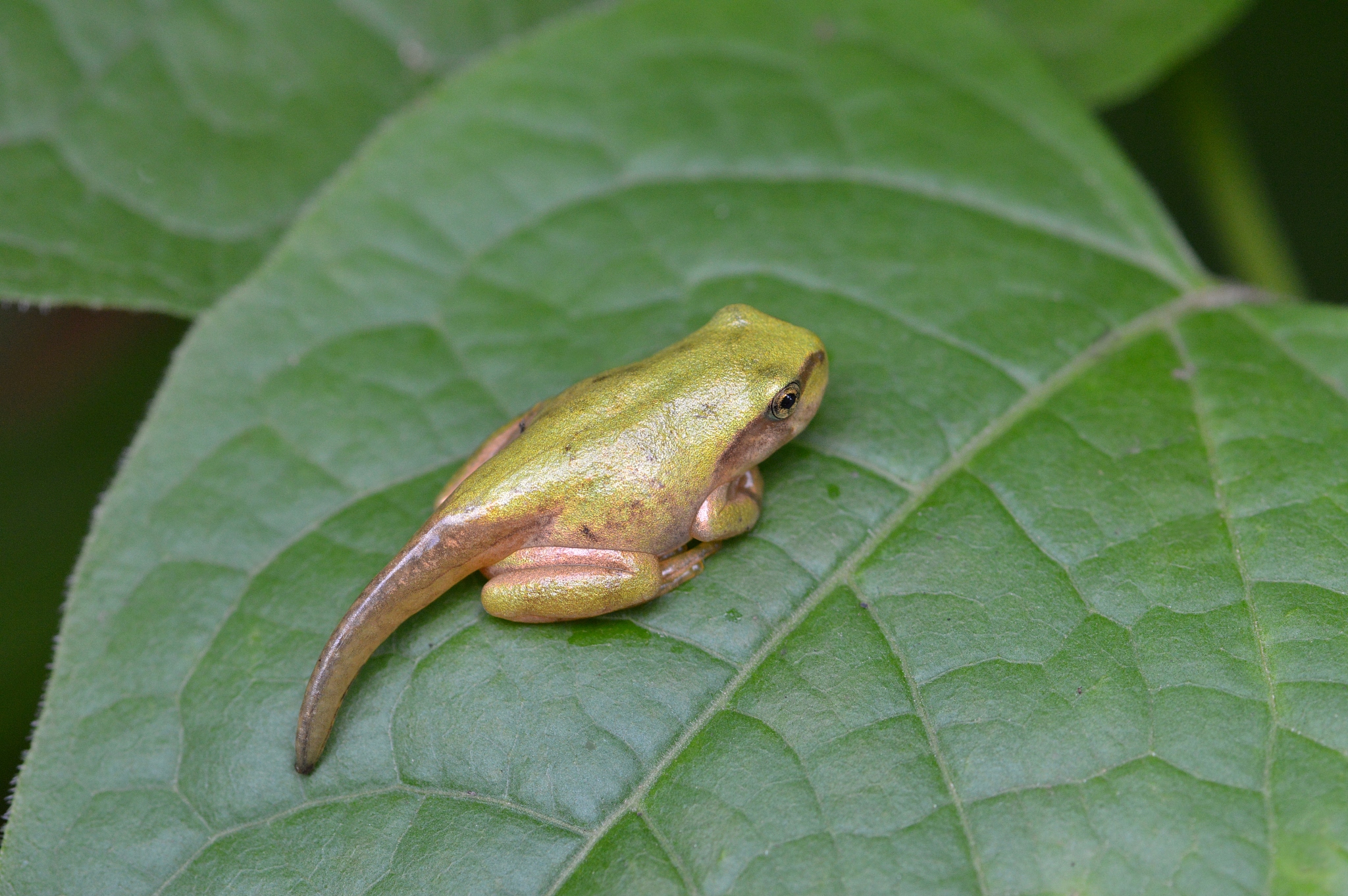青蛙是昆虫吗？揭秘青蛙与昆虫的本质区别