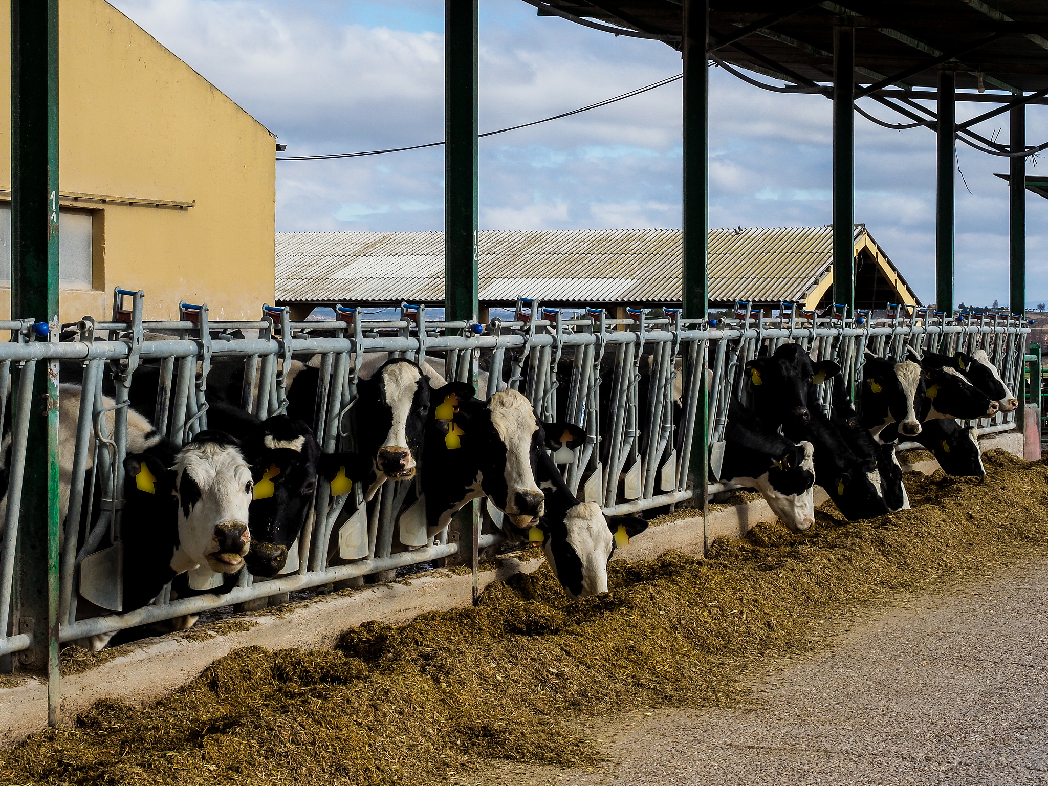 印度阿兰德县为什么适合喂养奶牛生产牛奶