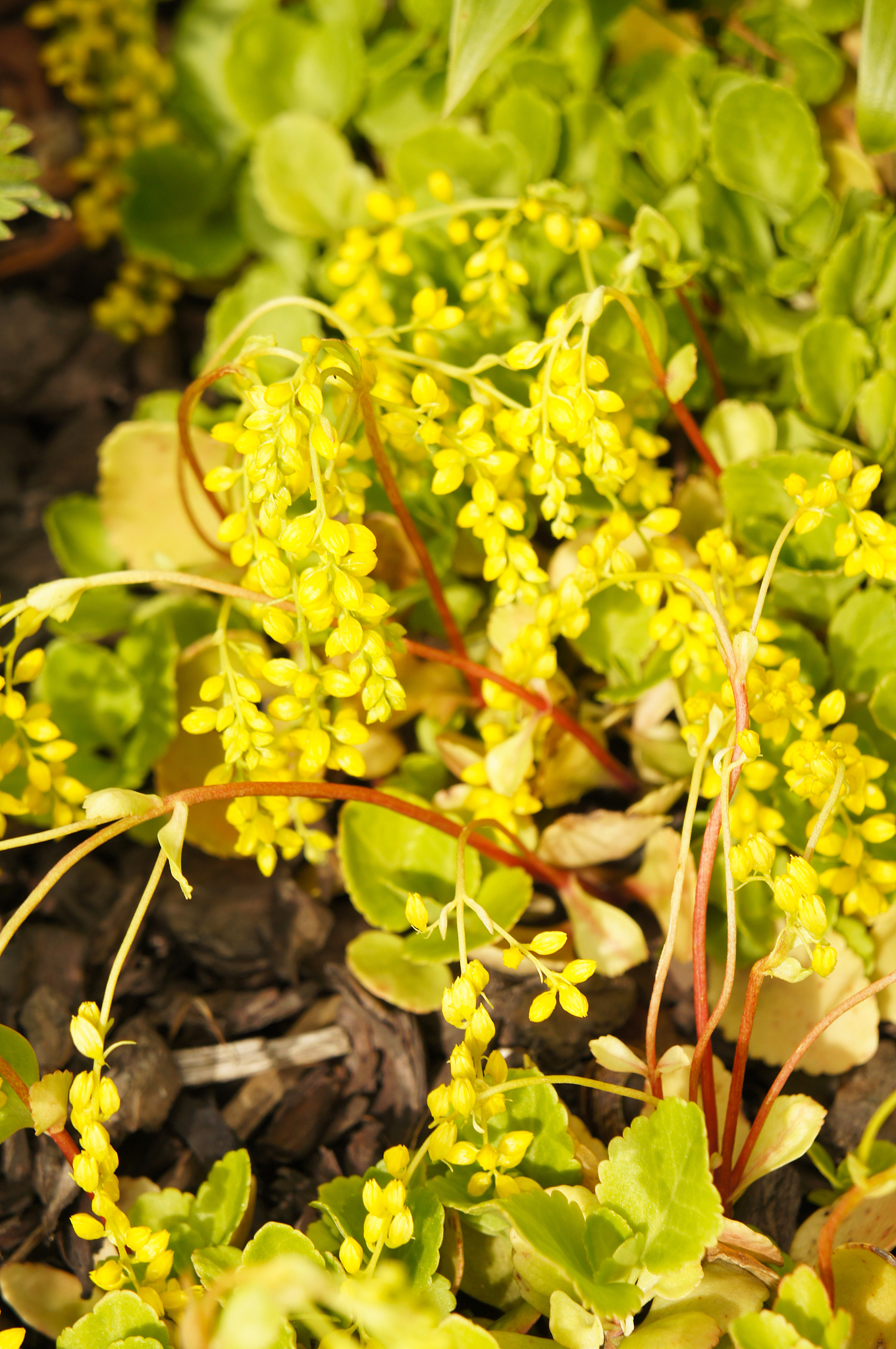 如何退出oppo账号